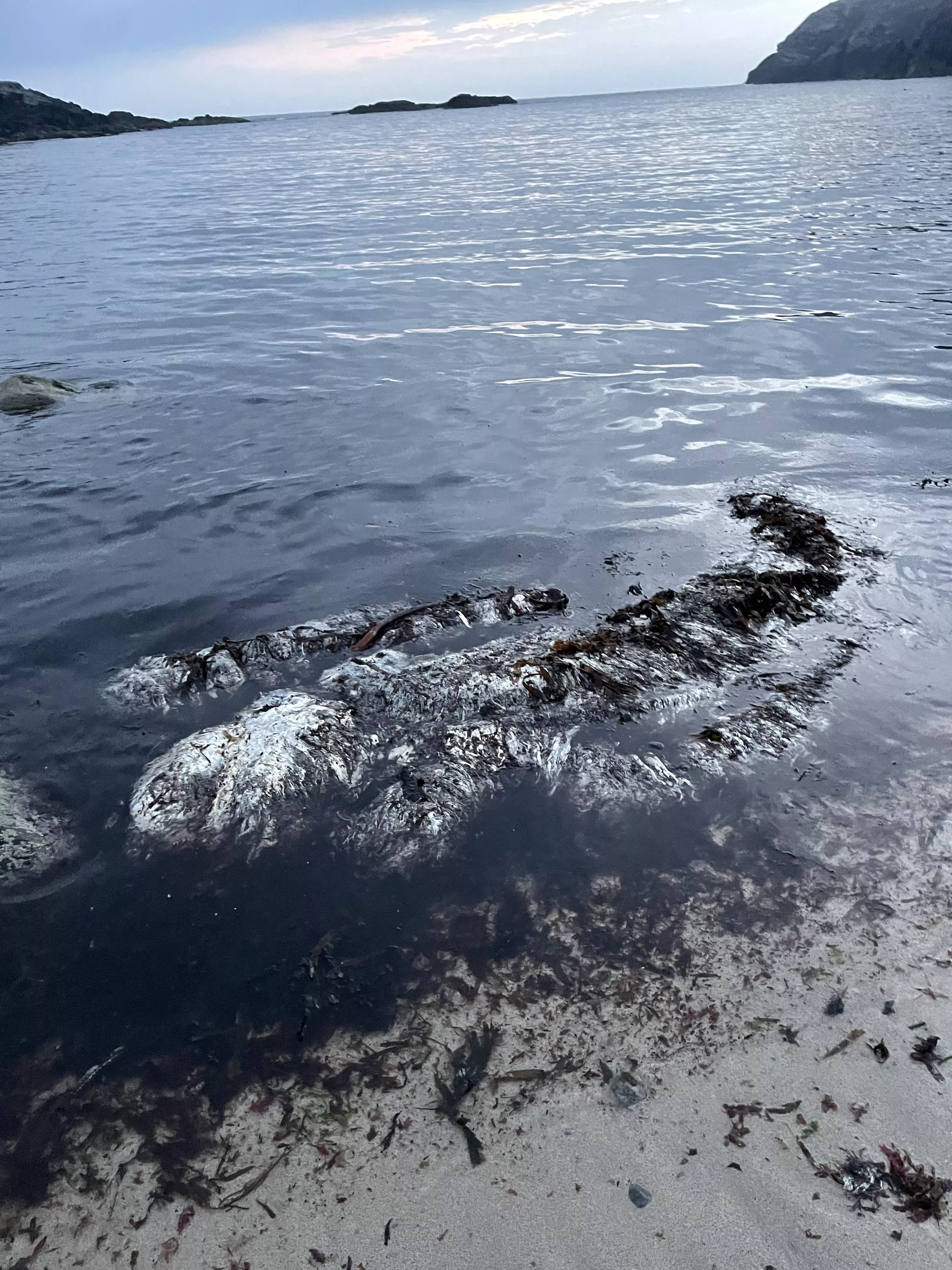 Wash up on a beach in Scotland. What is it?