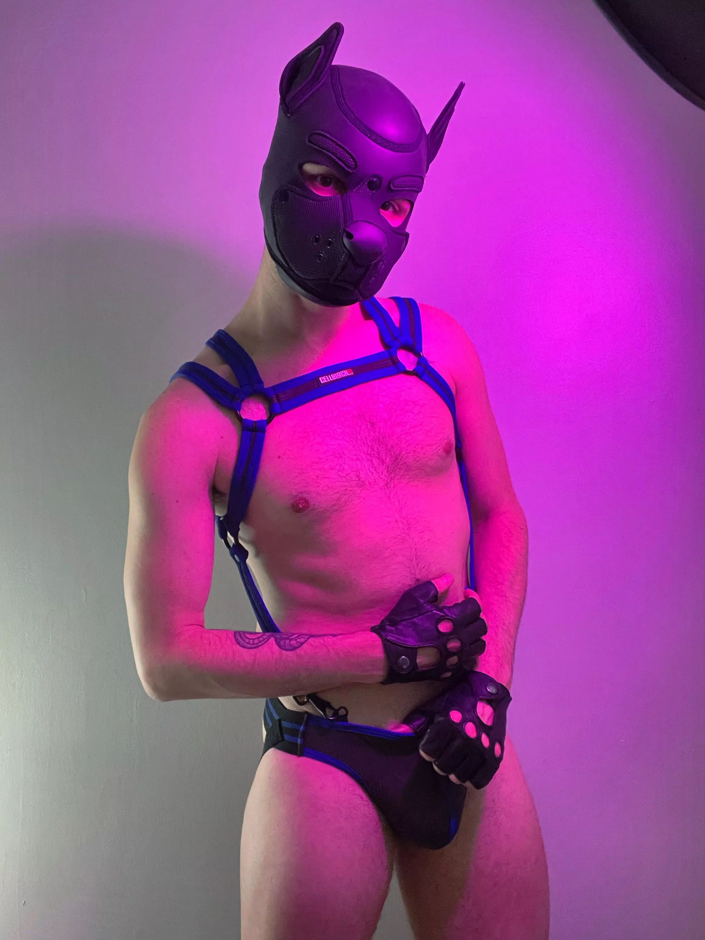 looking for a pup to get on his knees