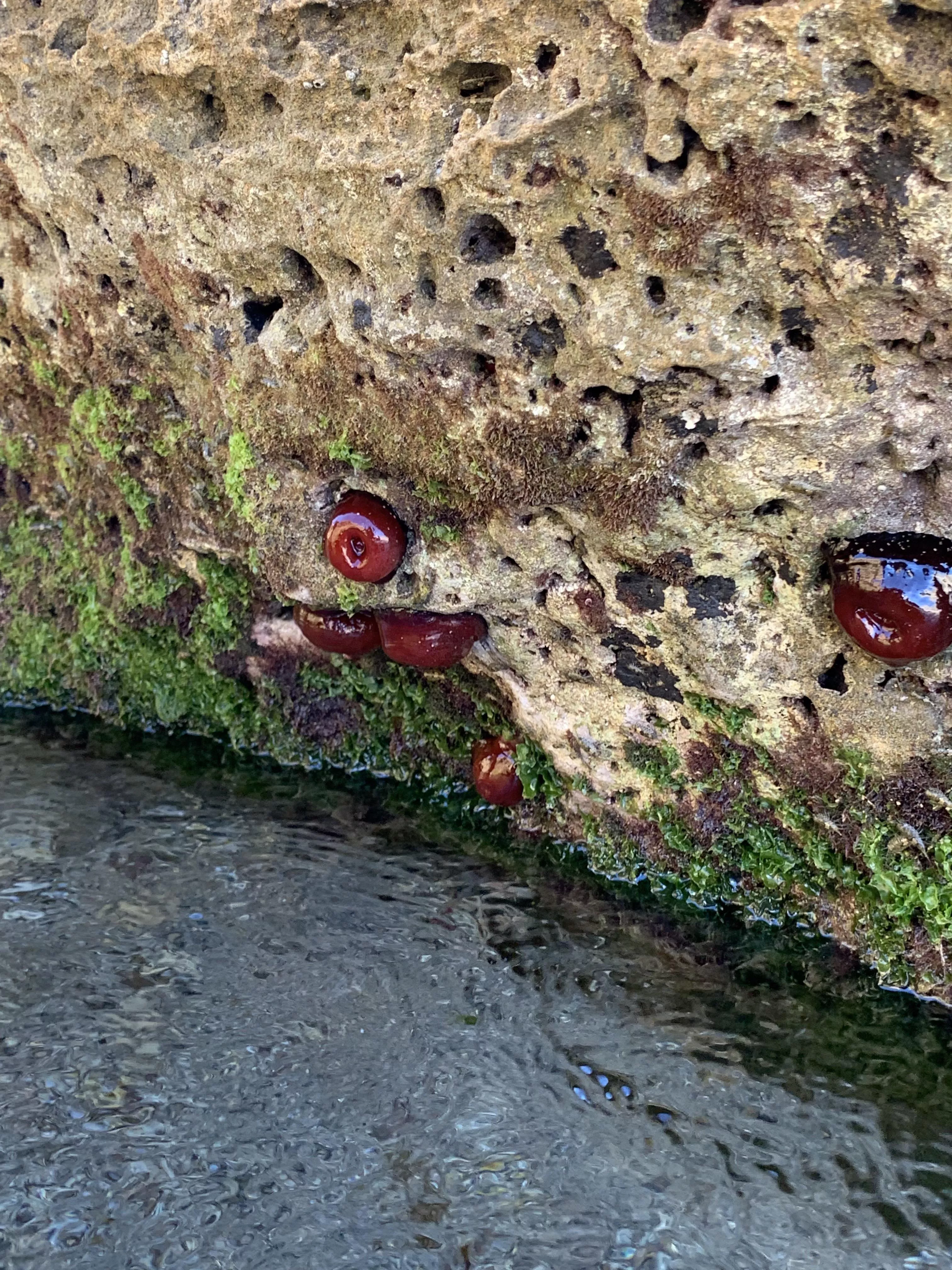 Can someone tell what are those red tomato looking thing I found at the beach?