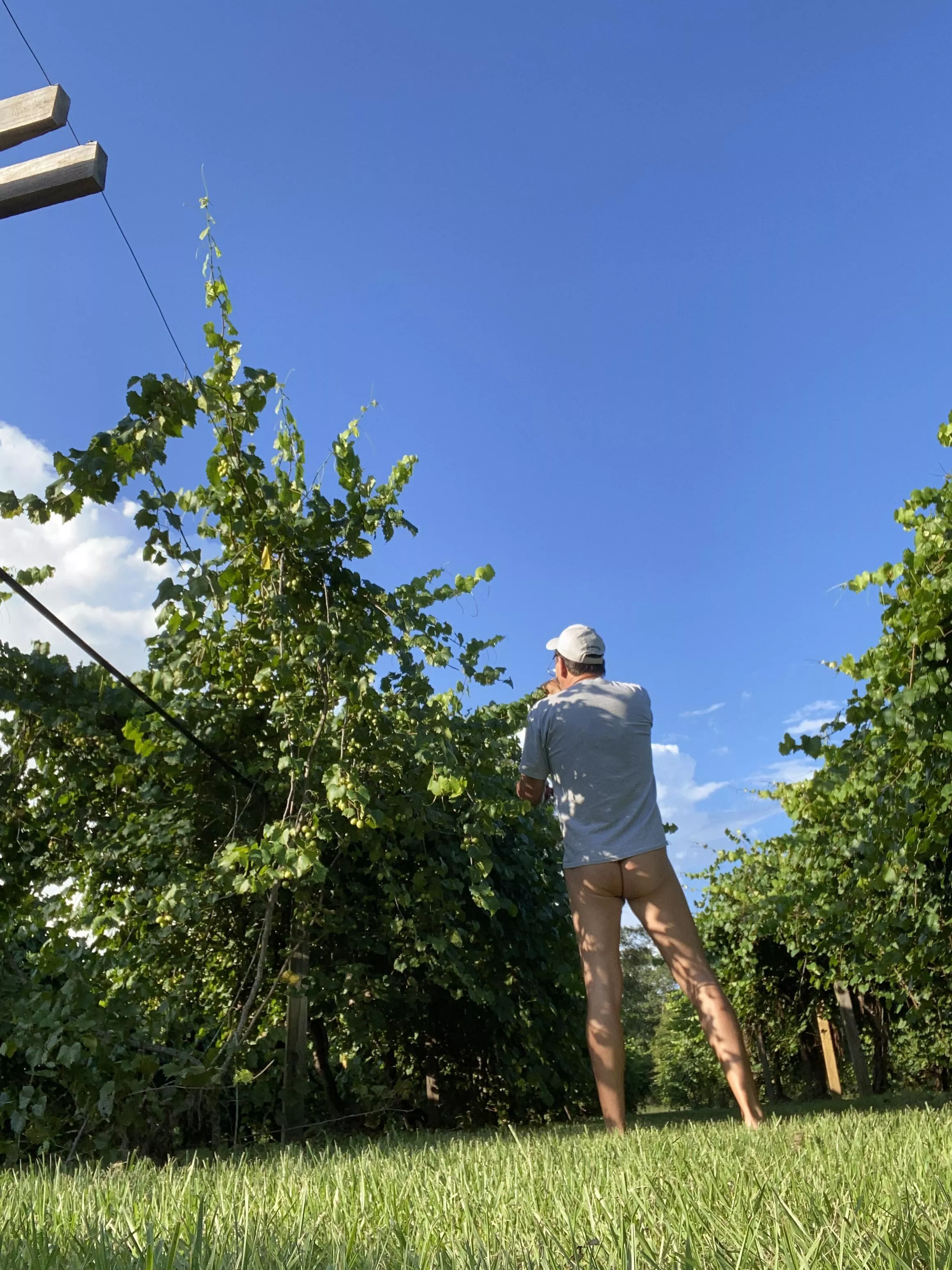 Working in our vineyard. Excuse the shirt, needed protection from 97Â°.