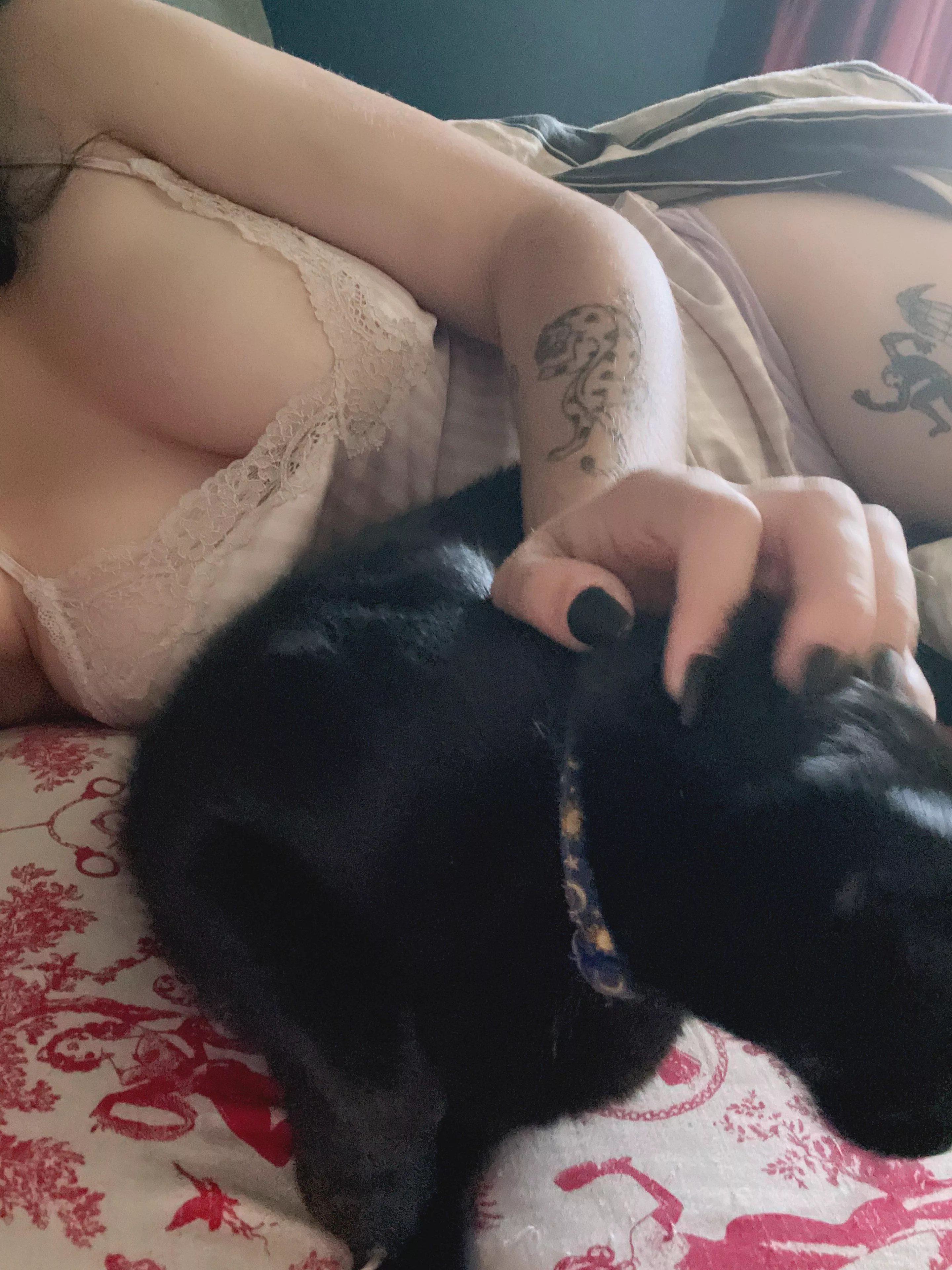 my cat did not want to sit still [f]