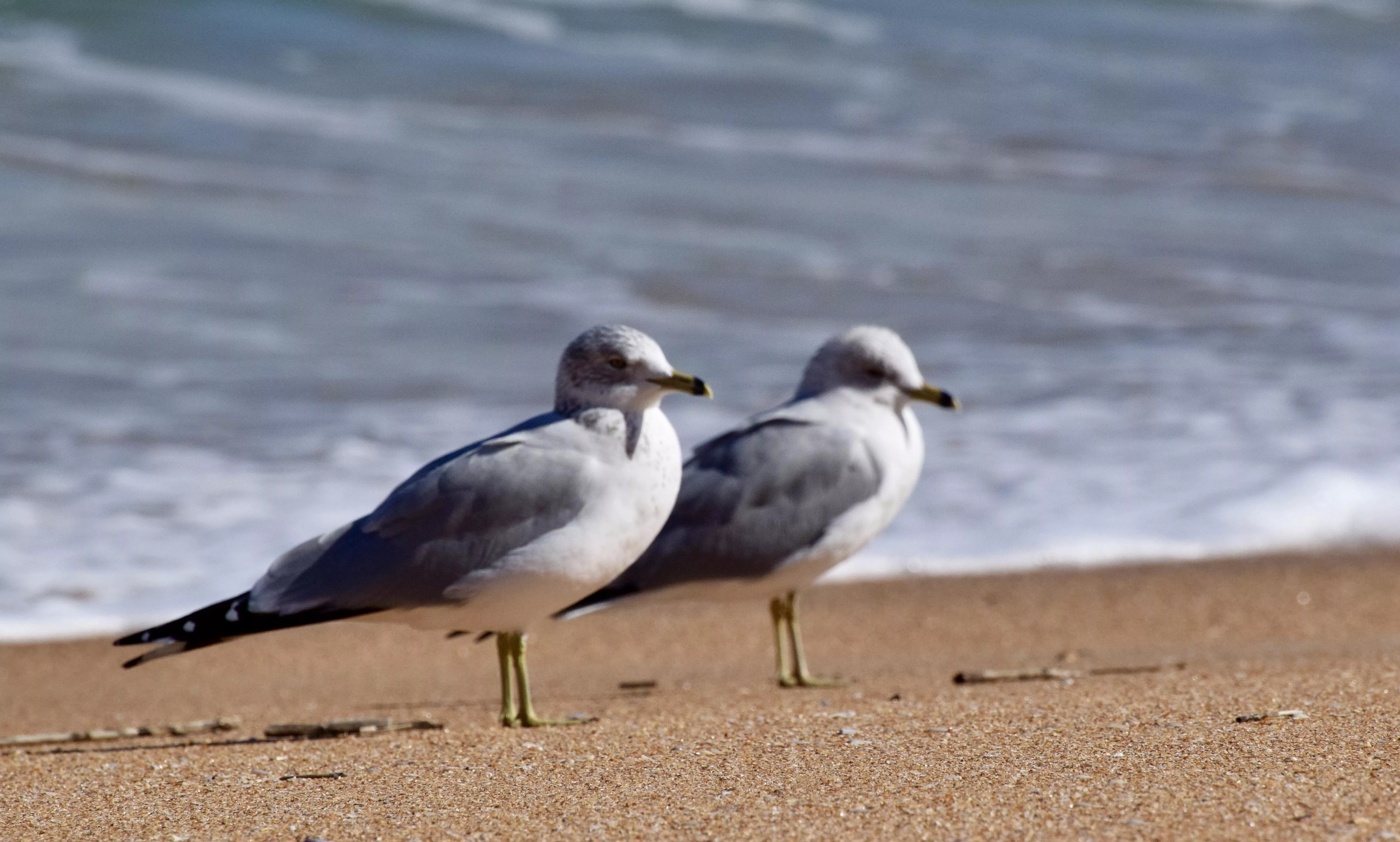 A pair of Seagulls chilling. Flagler Beach Florida.