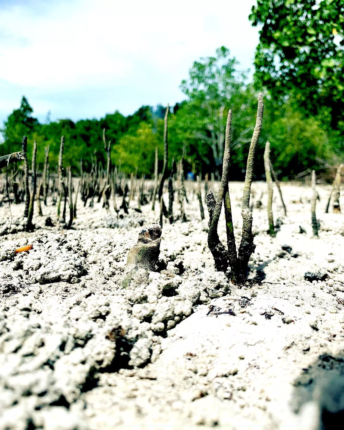 Mangrove