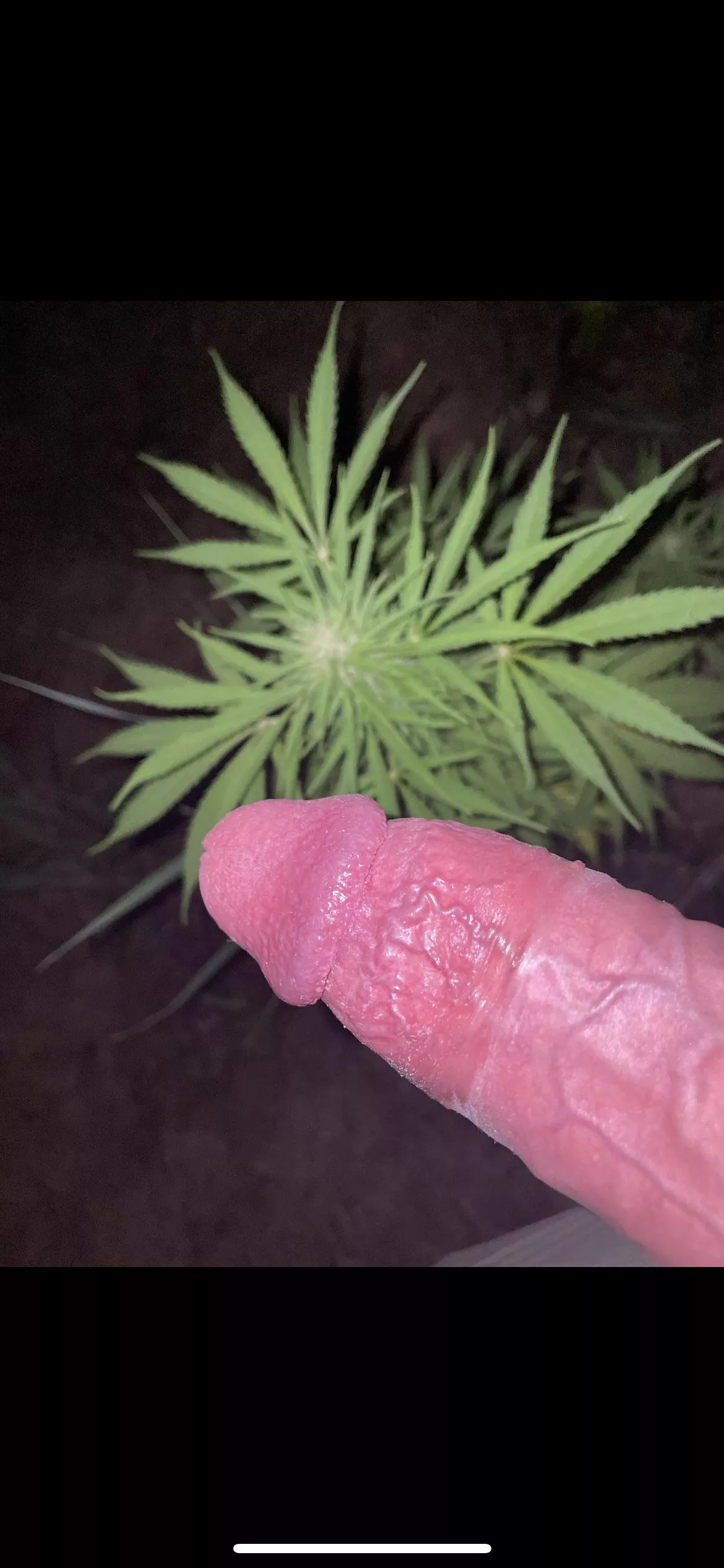 [M]y boner or the plant? ðŸ˜