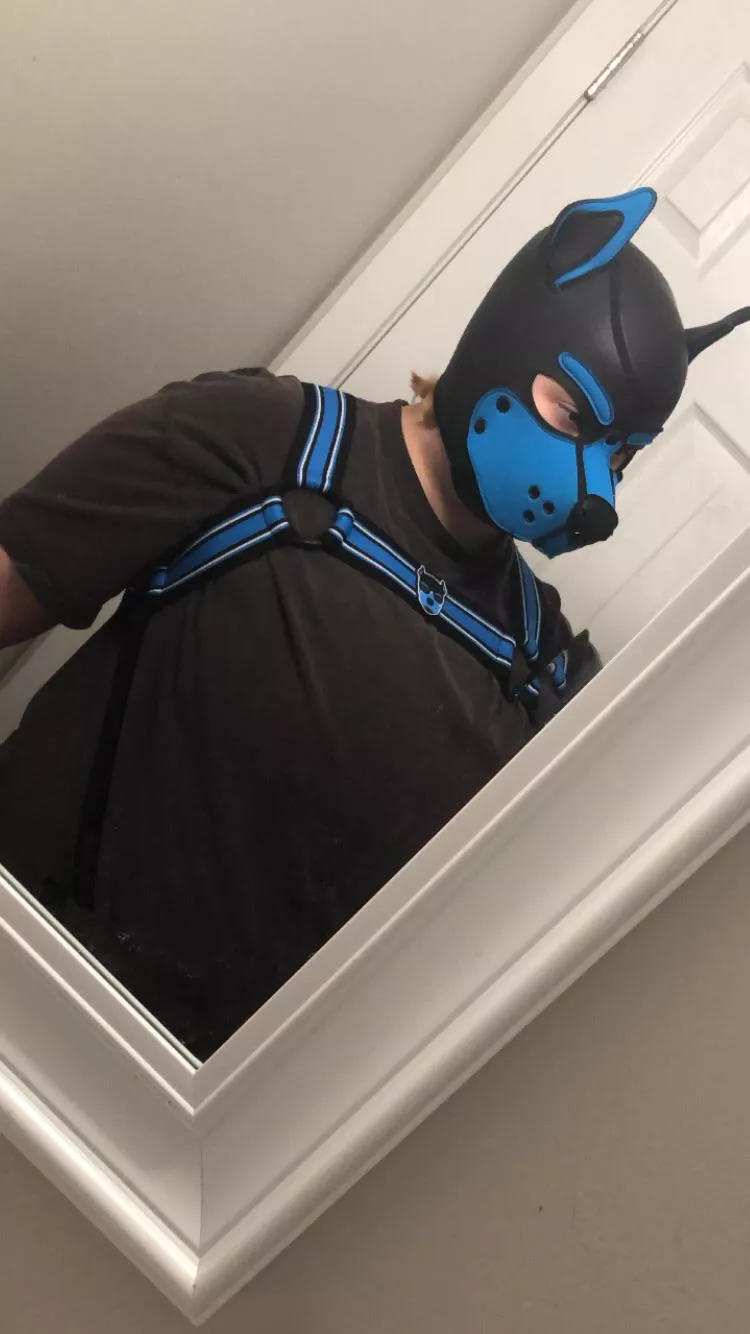 new harness!