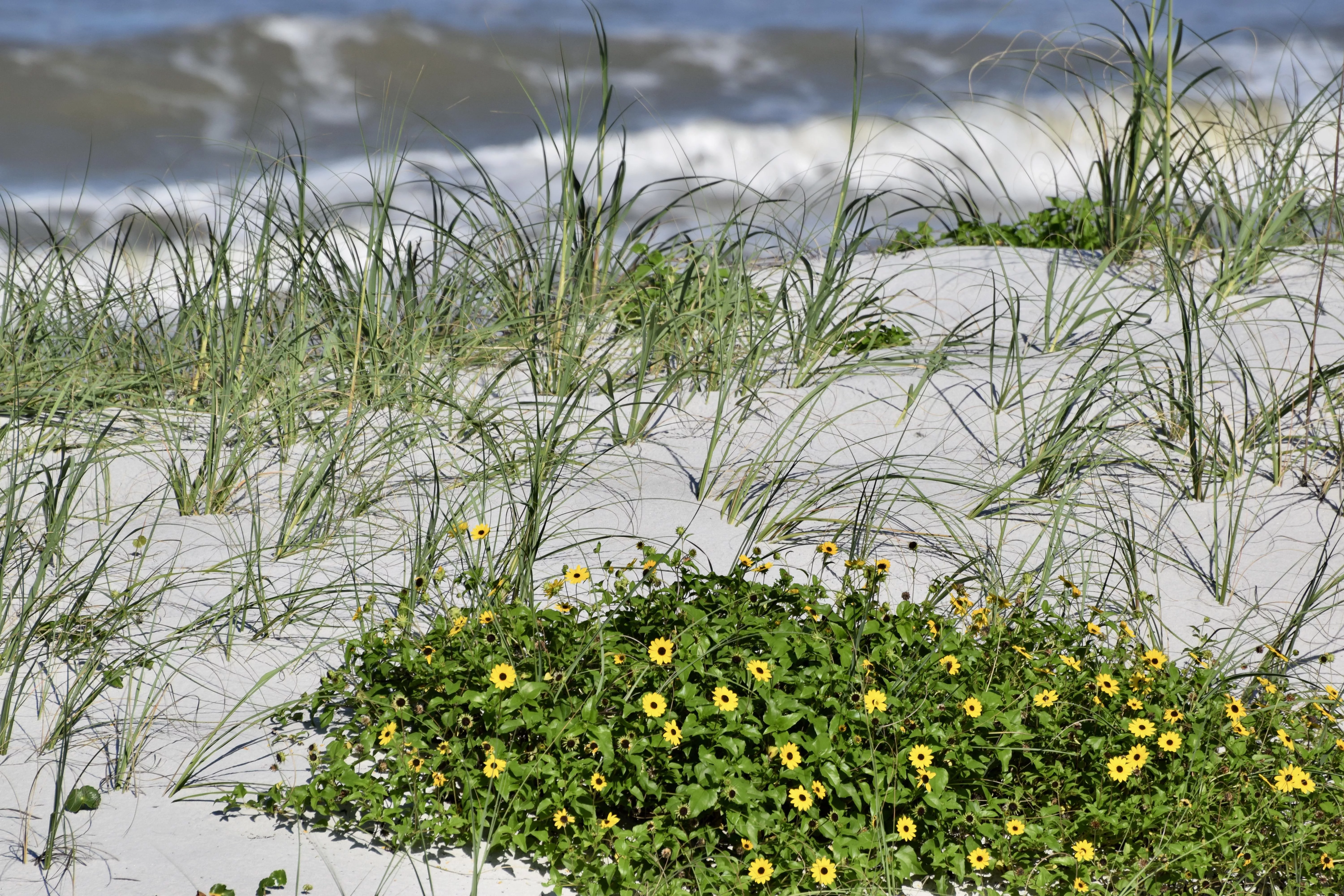 Jax Beach, Florida OC