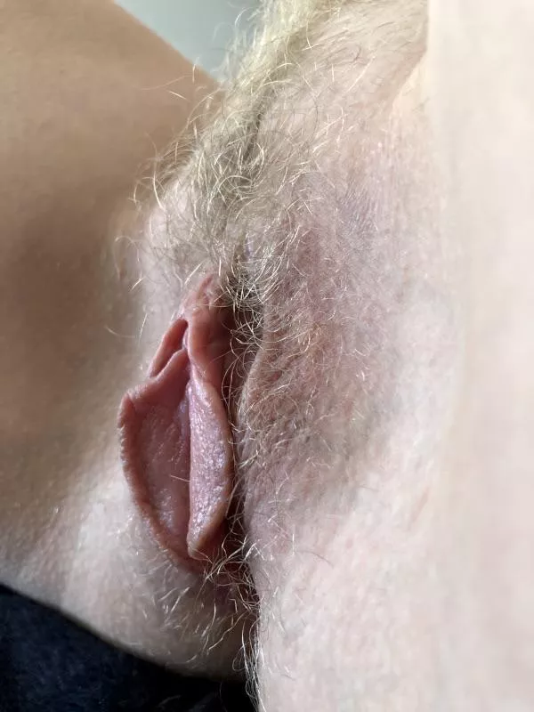 Wifeâ€™s Wild Hairy Blonde Bush and Beefy Hanging Labia. My KIK: mybhb