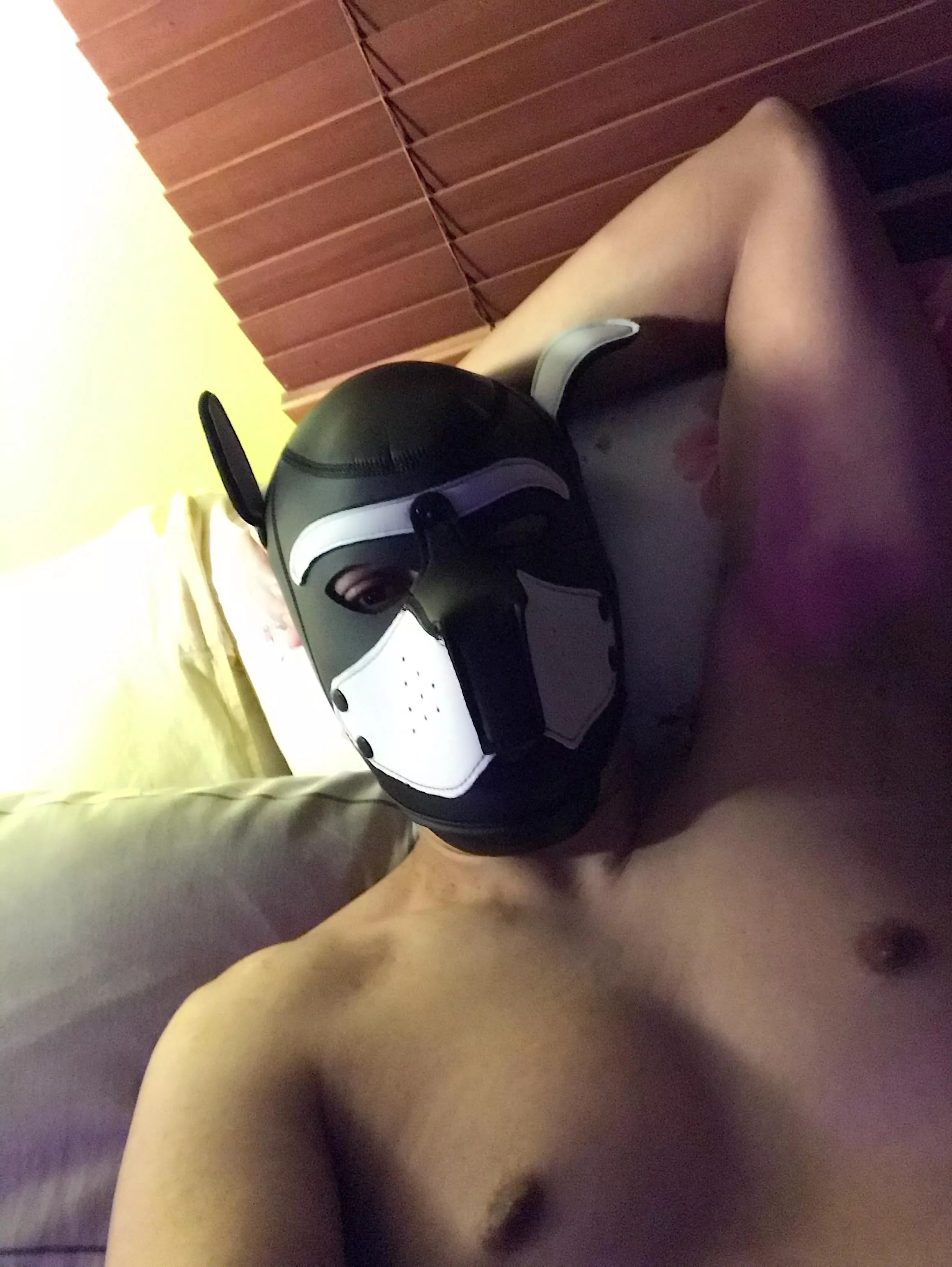 Hi. Looking for pup buddy.