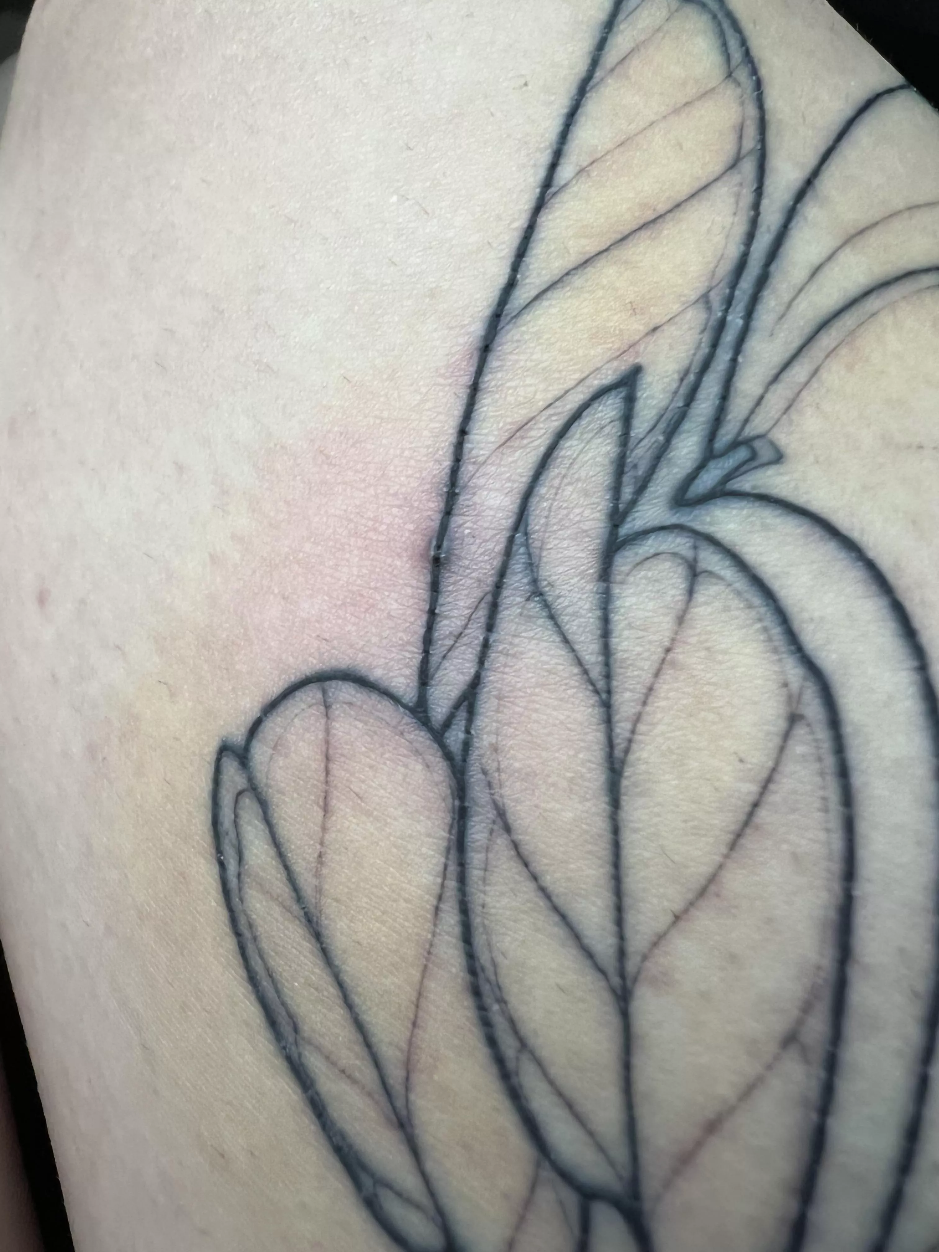 Forbidden pop in my healing tattoo