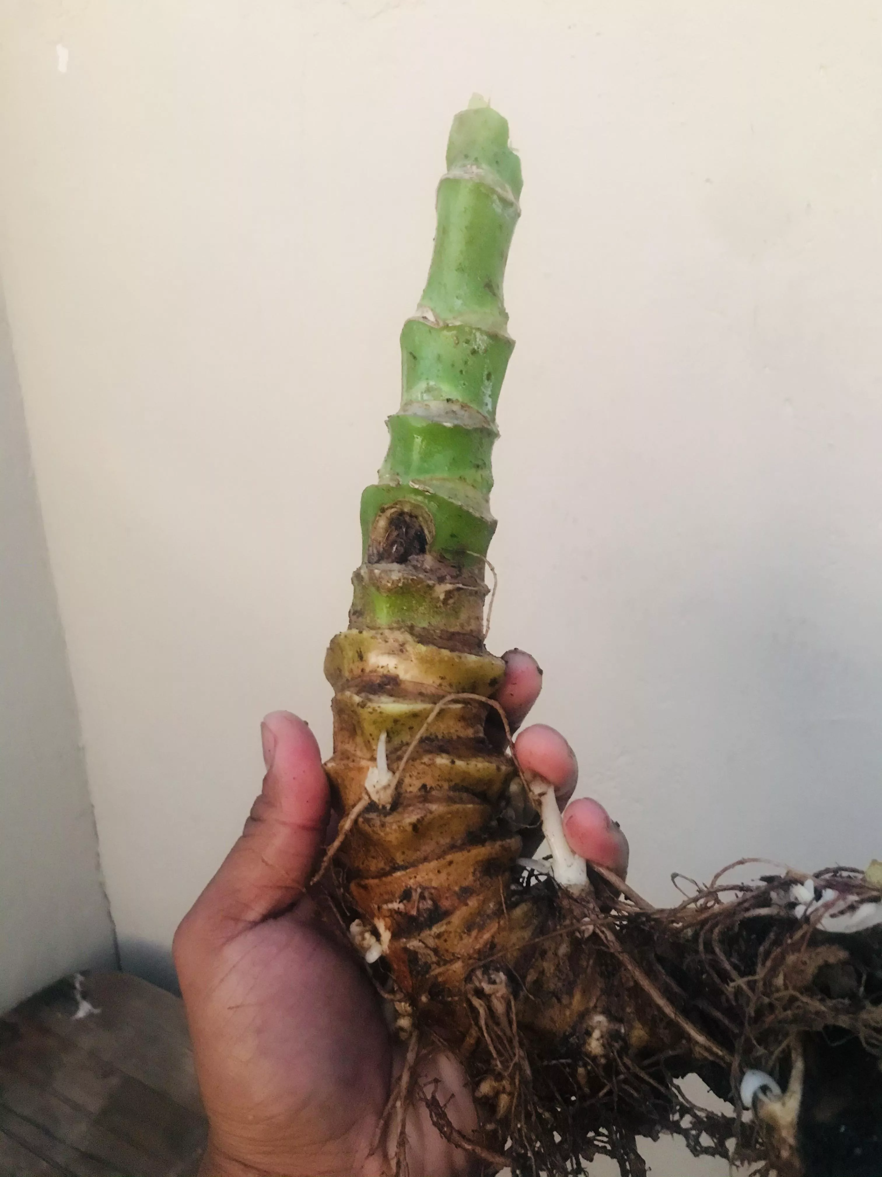 100% Natural Bad Dragon? Uprooted a Kalanchoe thyrsiflora â€˜flapjackâ€™ succulent for replanting and saw its root. Bad Dragon was the first thing that came to mind.