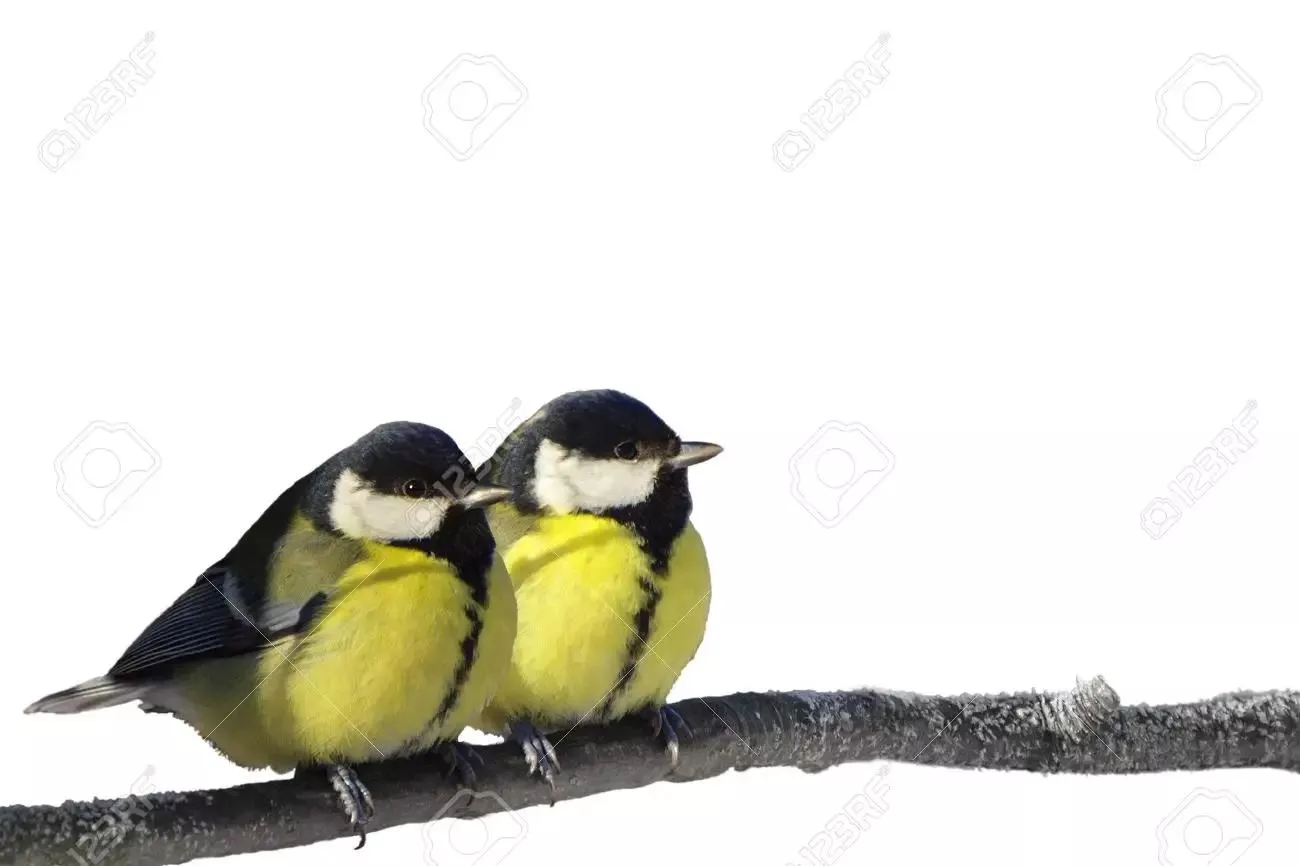 a pair of great tits