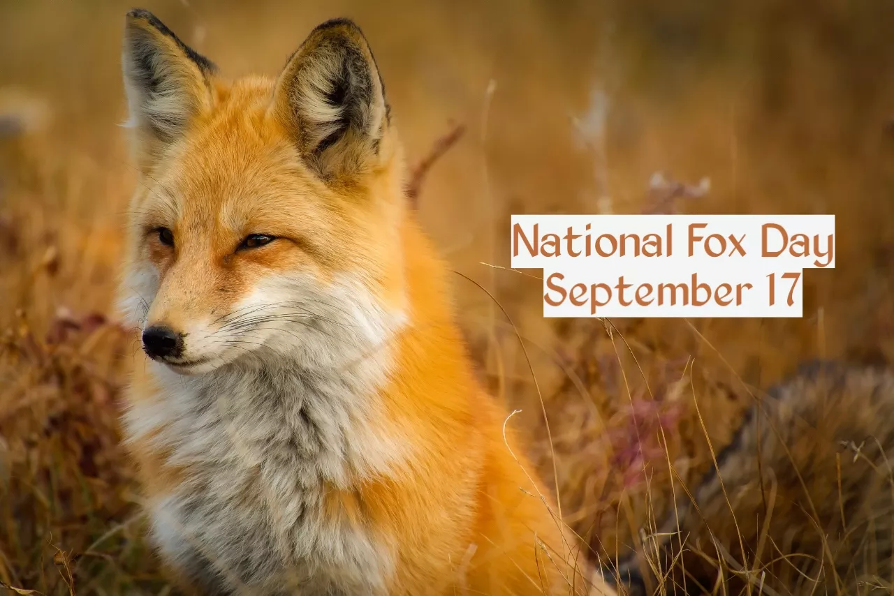 It's national fox day y'all!ðŸ¦Š, Happy national fox day to all furry foxes out there!