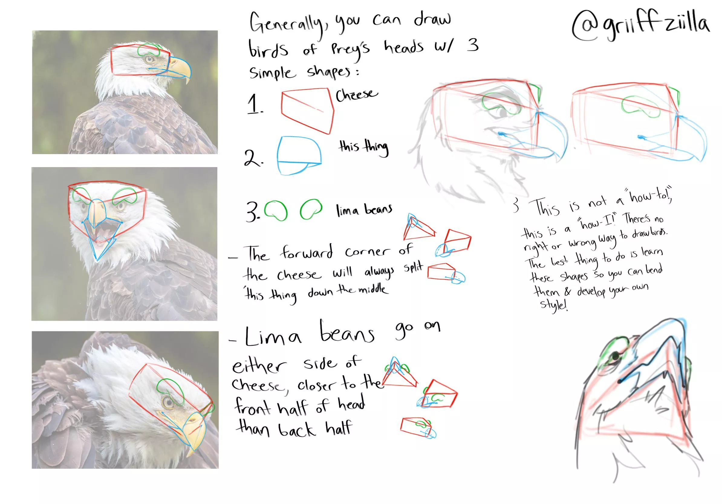 after yesterdayâ€™s post blew up i made a small guide on how i break birds of prey down to draw them! is this helpful to see? what other species would yâ€™all like?