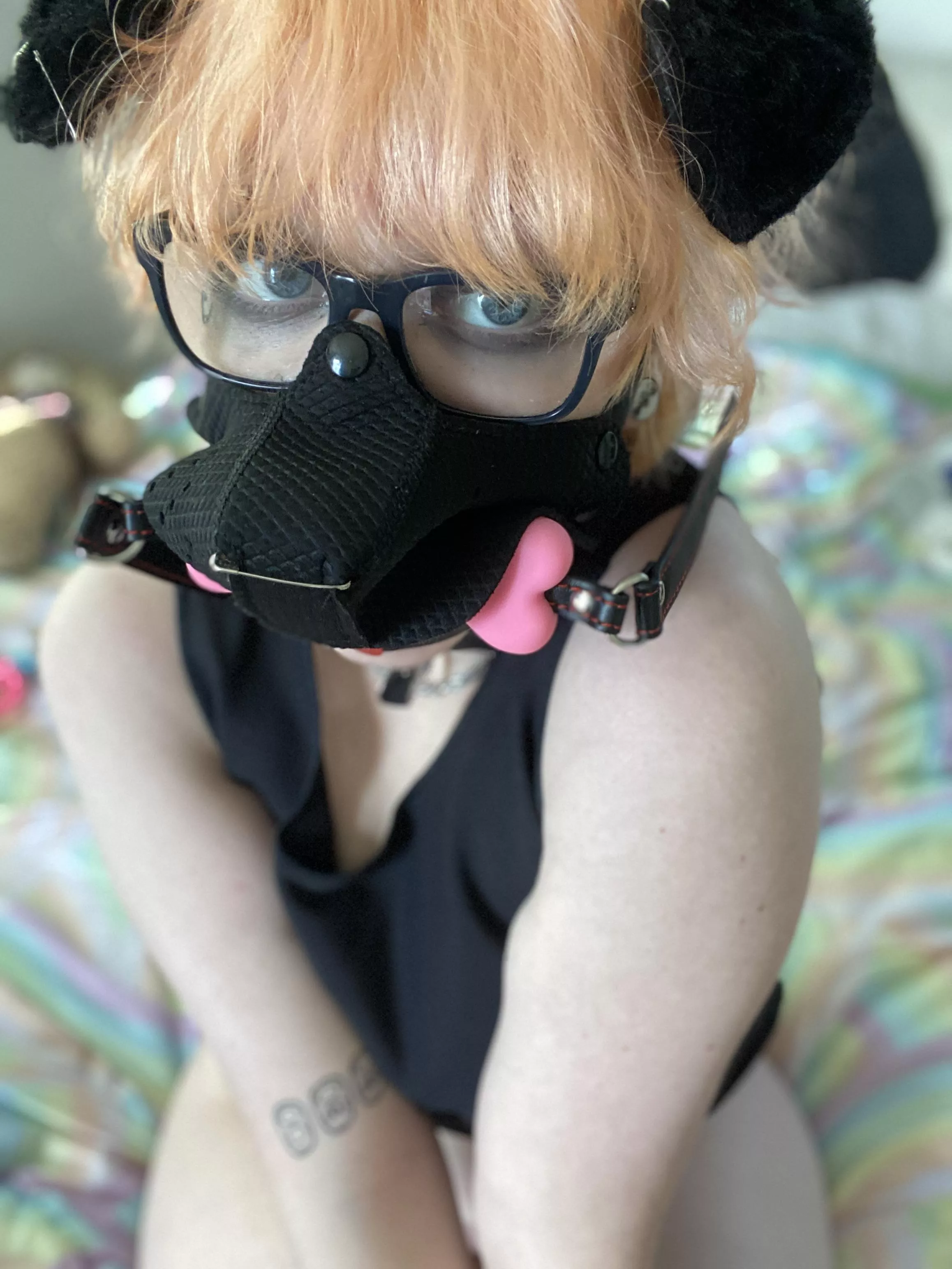 Play with your puppy? (He/him)