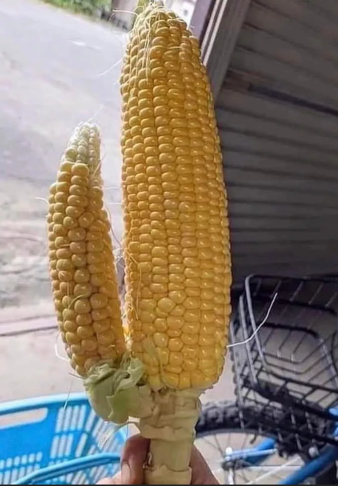 Cornhub