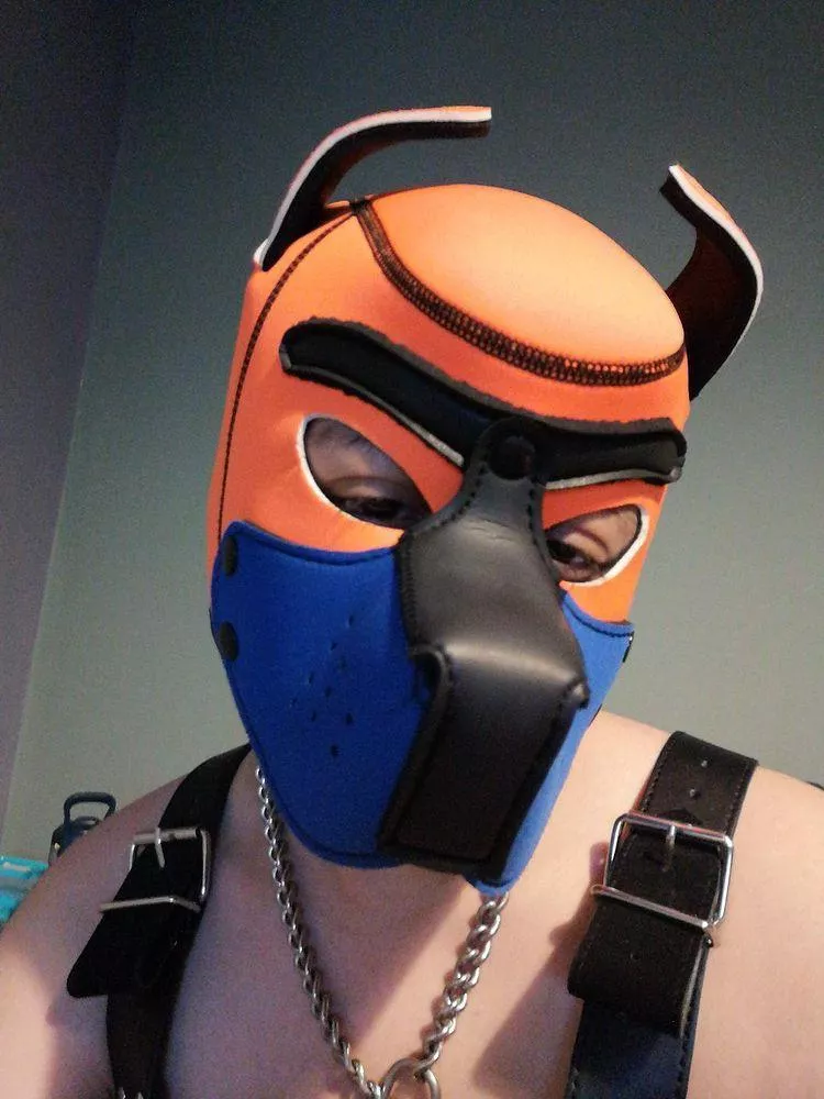 Where my other orange puppies at?