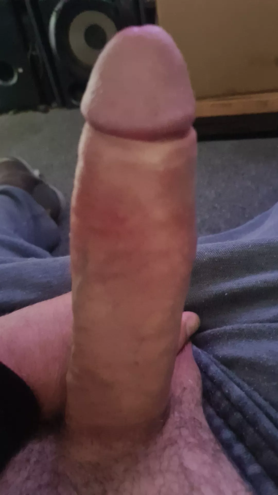 tassie cock (m)