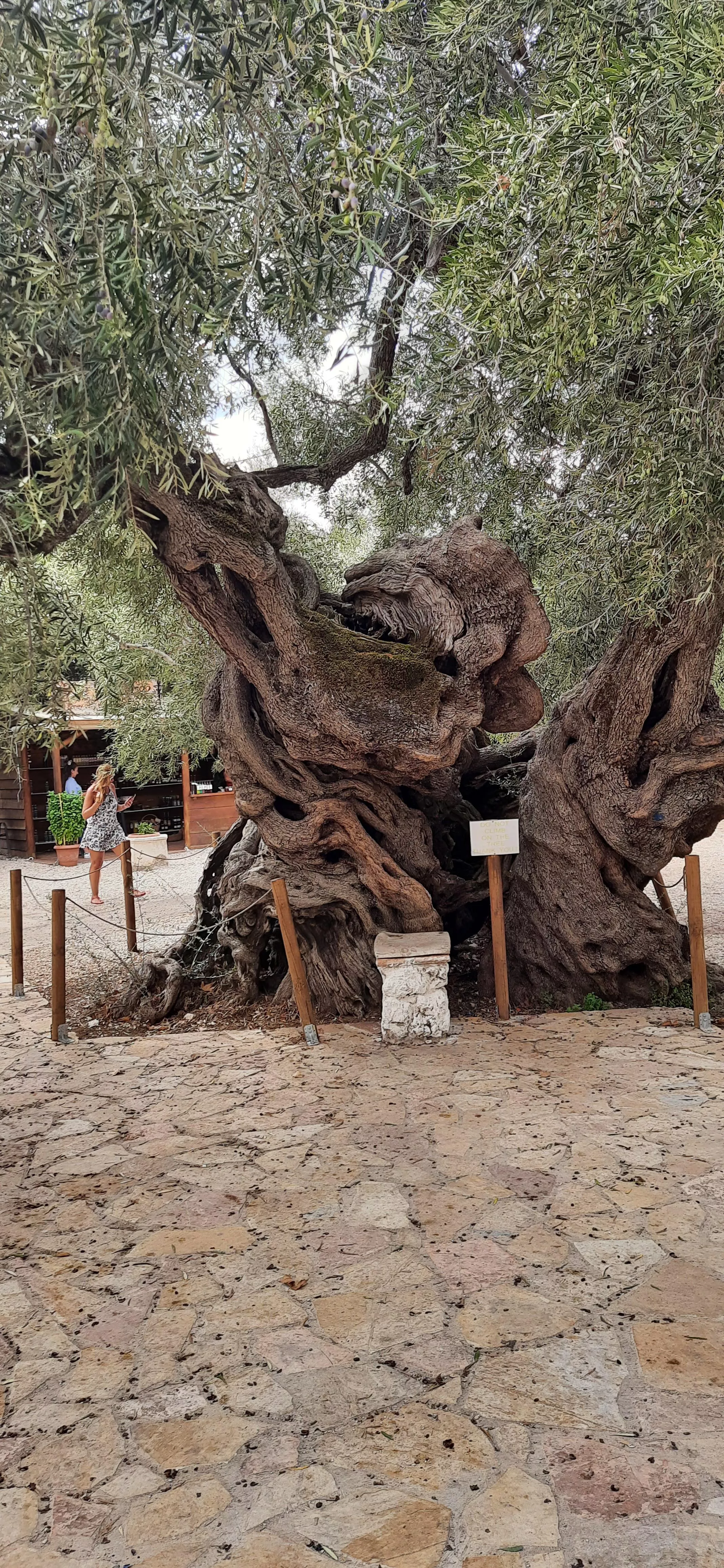 2000 year old olive tree zante..