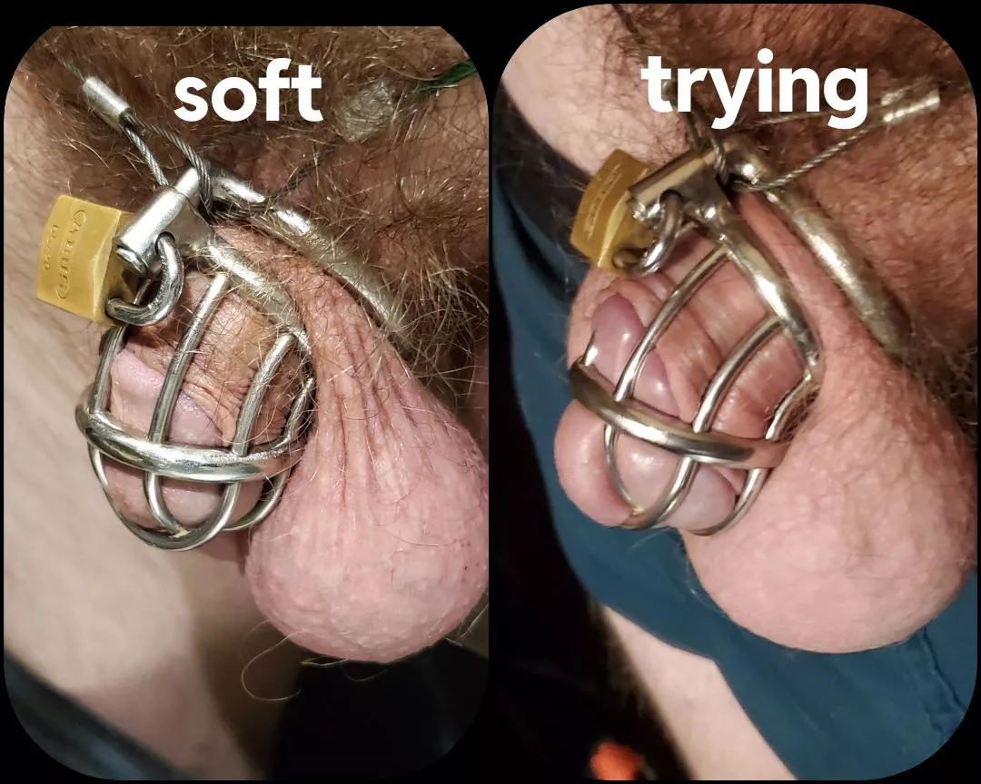 Cuckold cage comparison: soft vs trying to get hard.