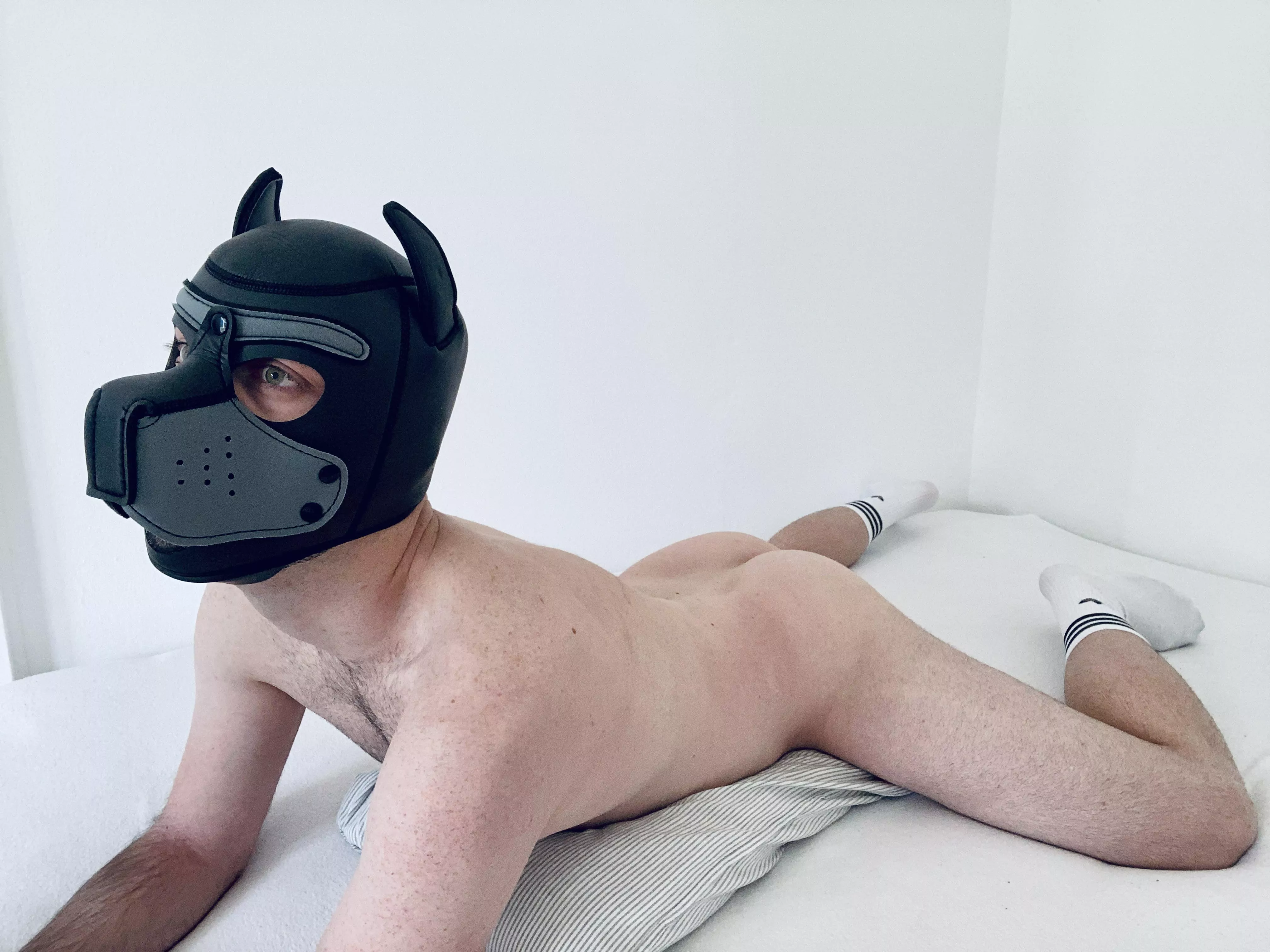 Dumb and horny pup is humping a pillow. Does anyone want to replace it?