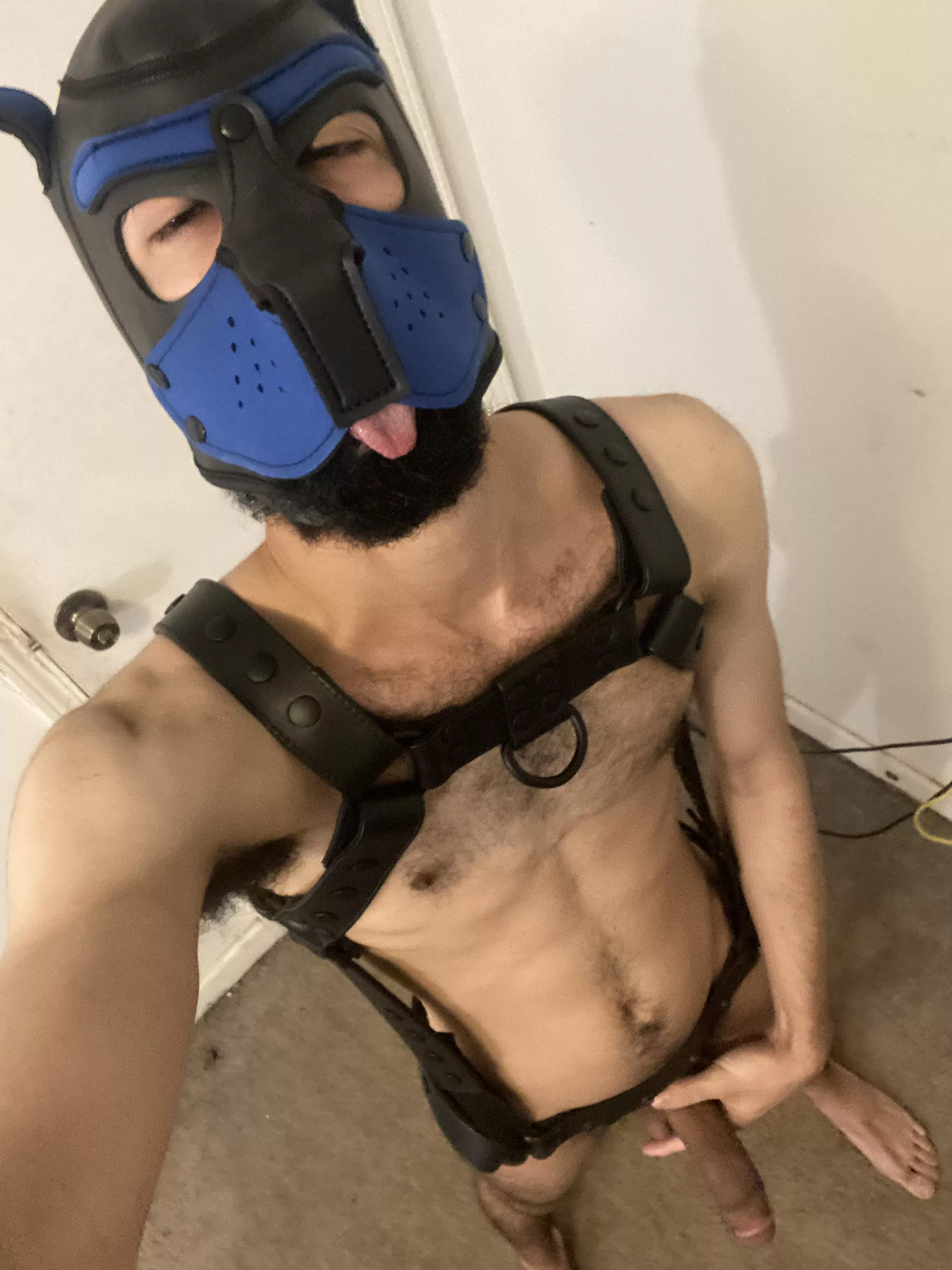 My harness and jock came in today*wags tail*