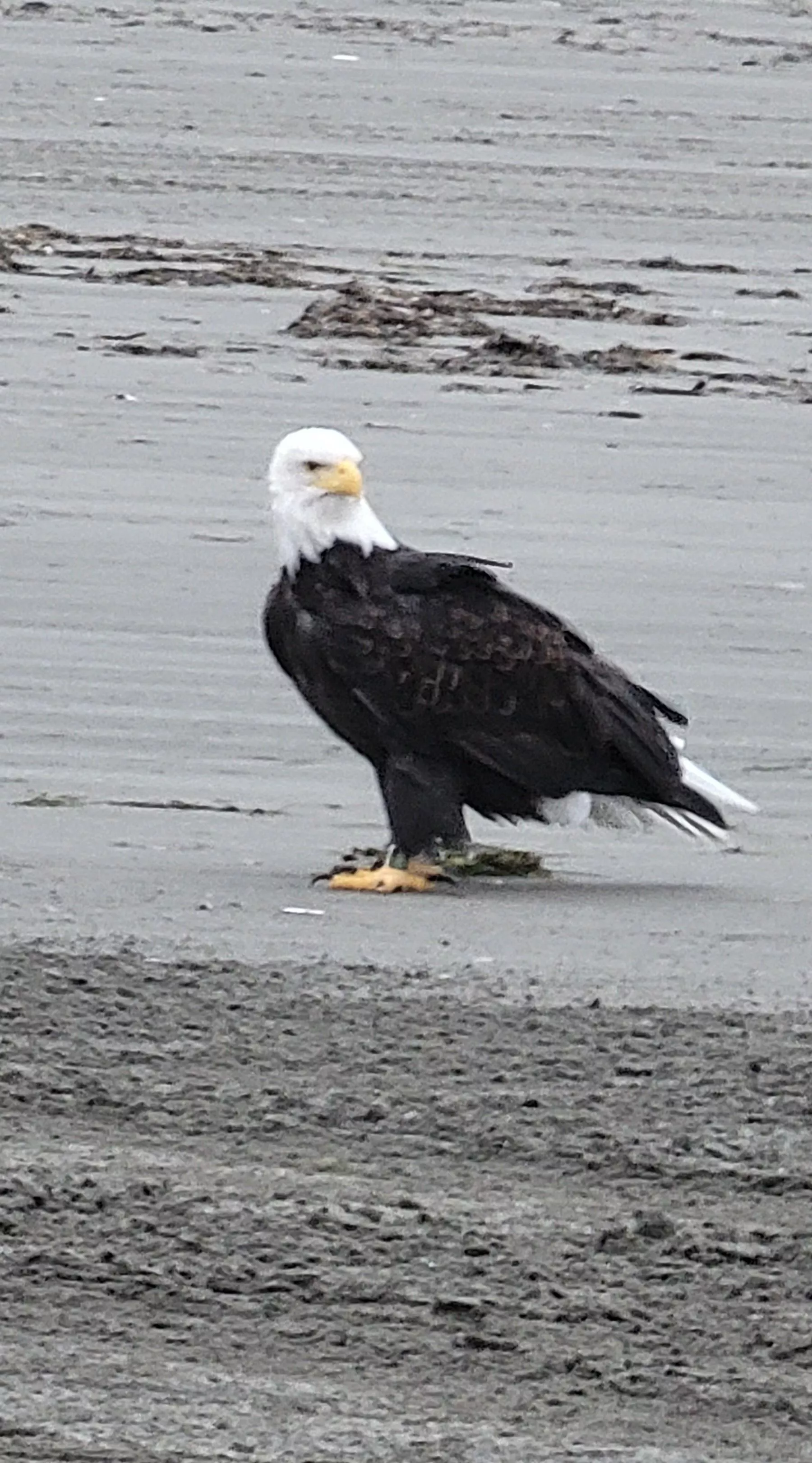 Ran into this Beautiful boy this morning on the beach . Copalis beach Wa