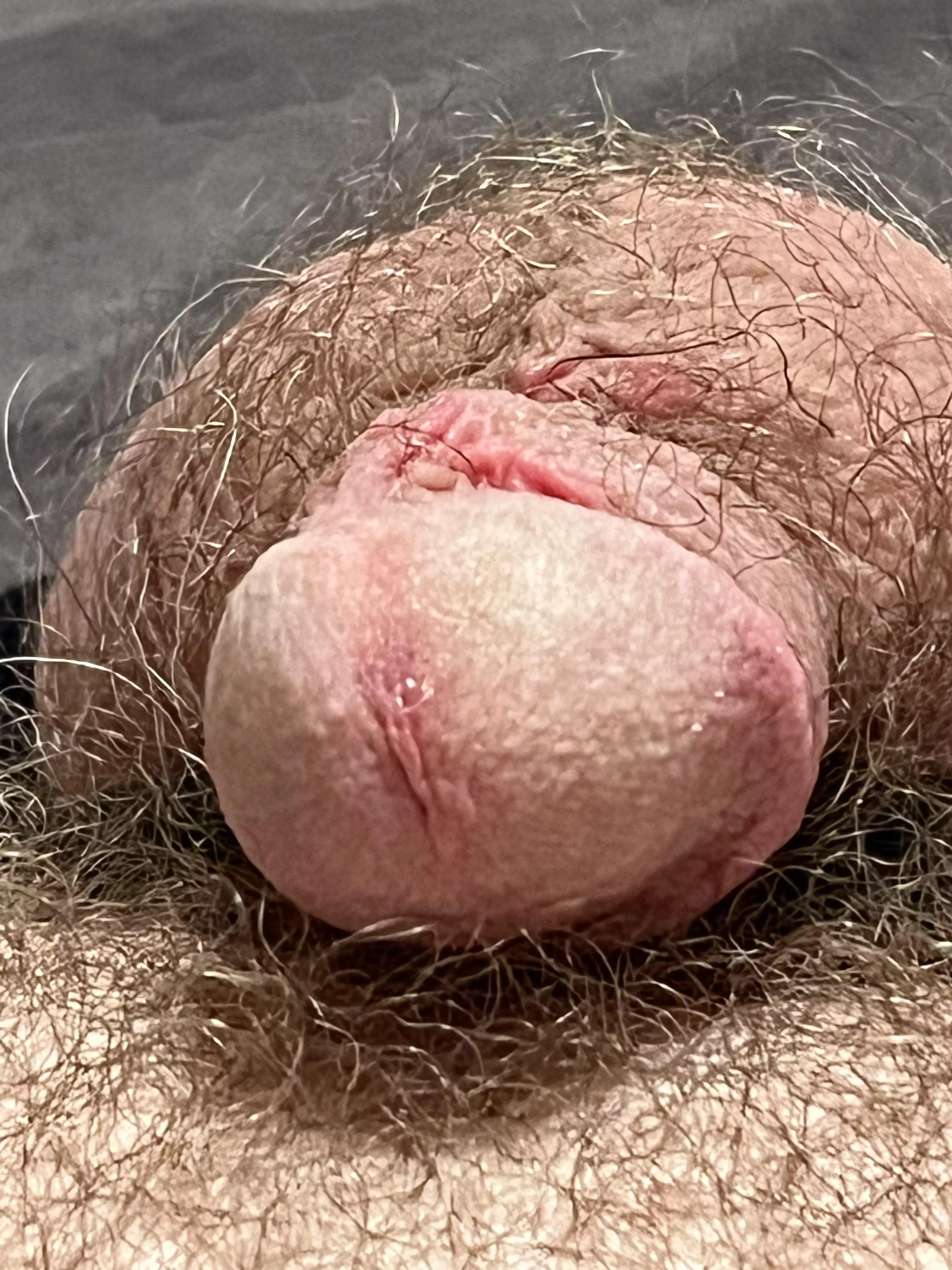 Extreme close up of my flaccid hairy cock