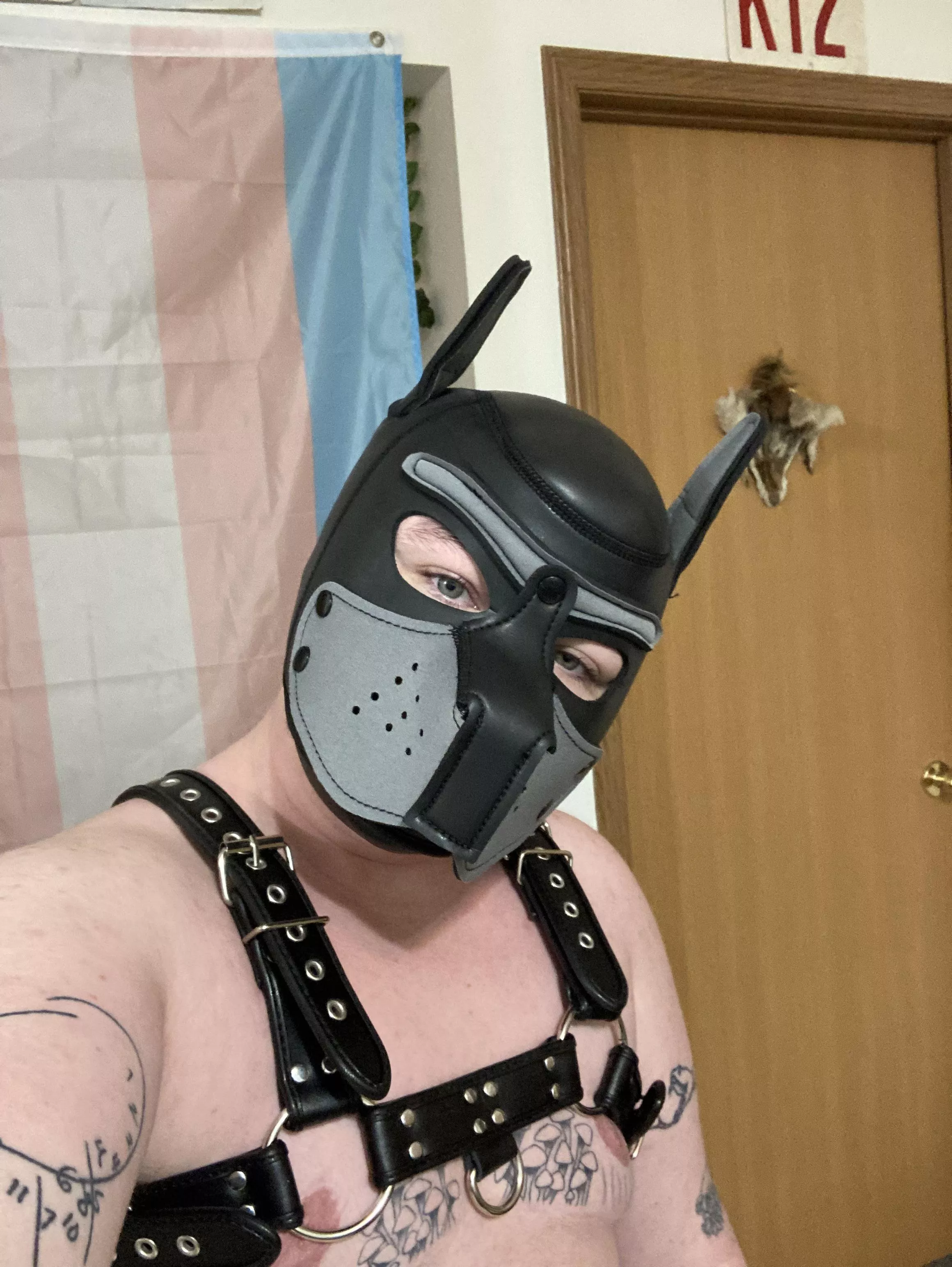 How are my trans pups doing today?