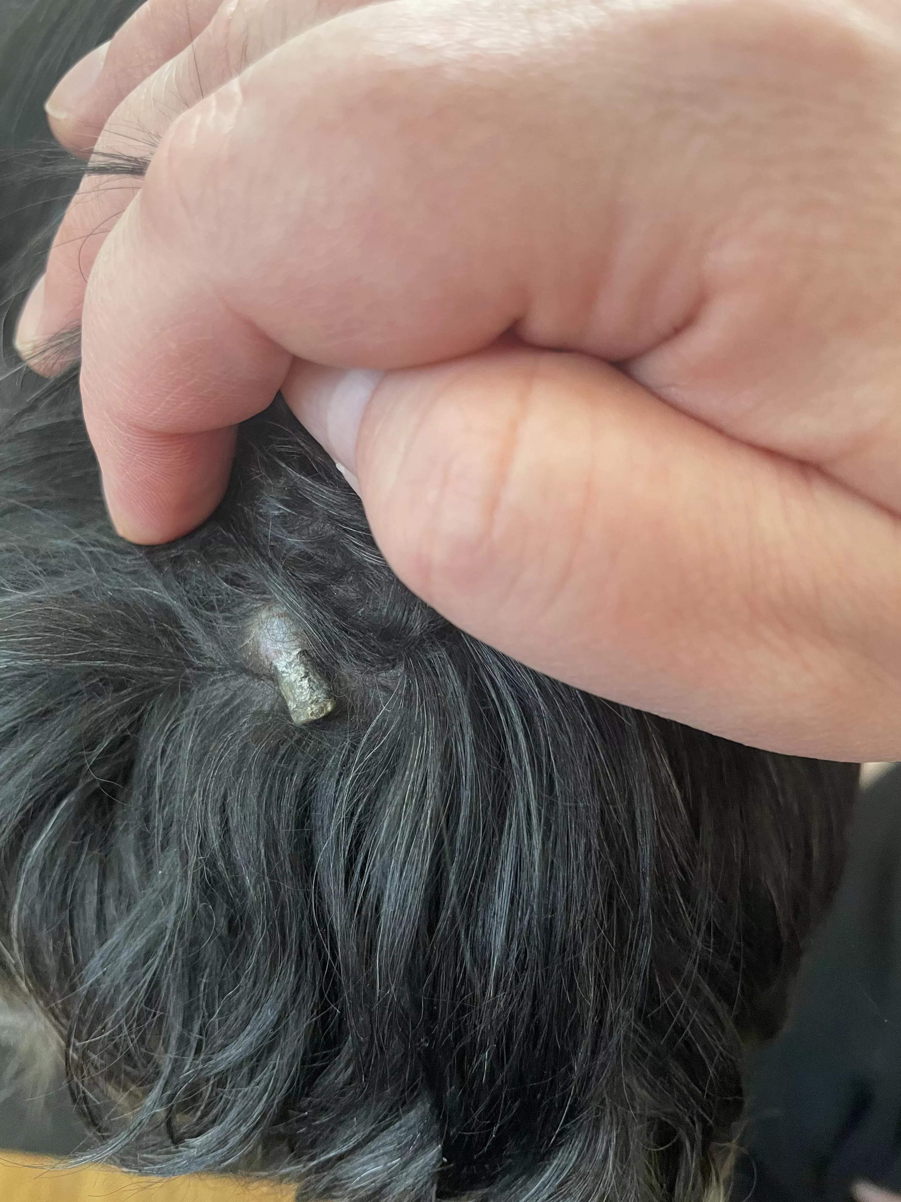 An old blackhead on old dogâ€¦ popped it months ago and it must have popped out again. Itâ€™s too hard to remove on its own this time.