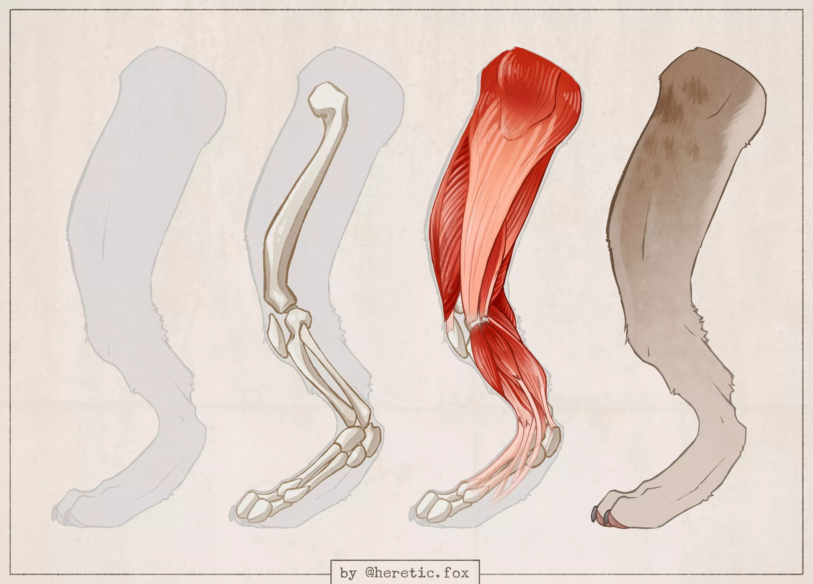 Anthro leg anatomy in my style!:p [art by me @/heretic.fox on Instagram]