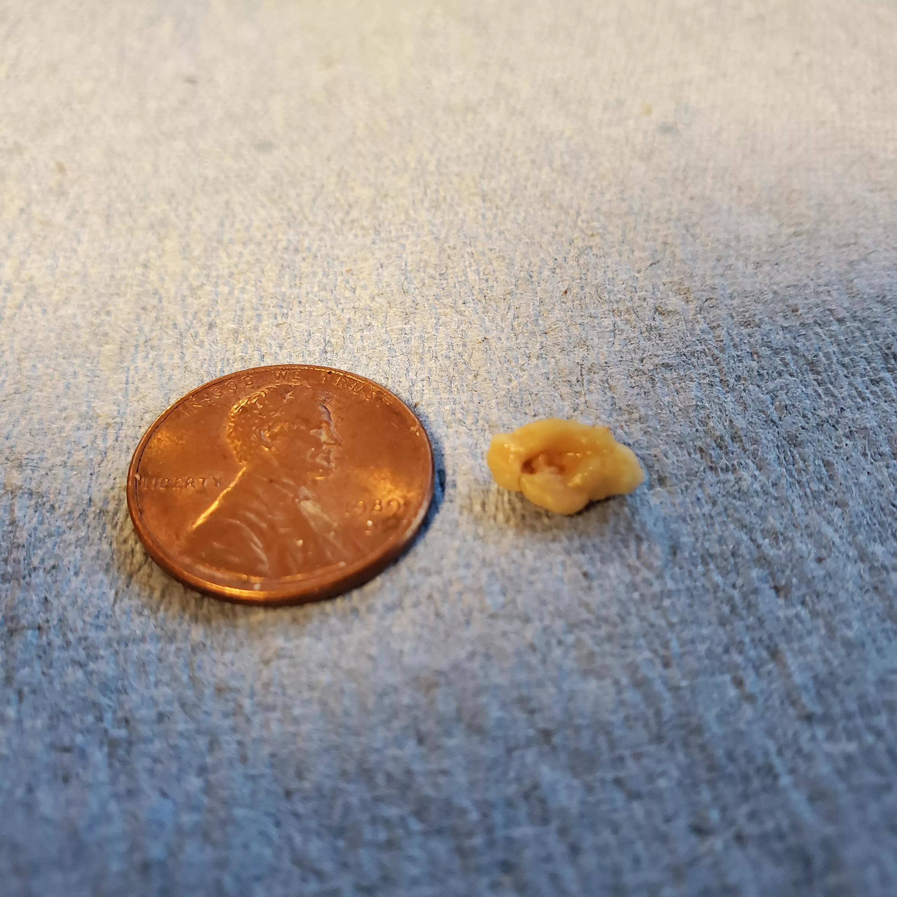 Biggest tonsil stone for my 46 years (Penny for scale)