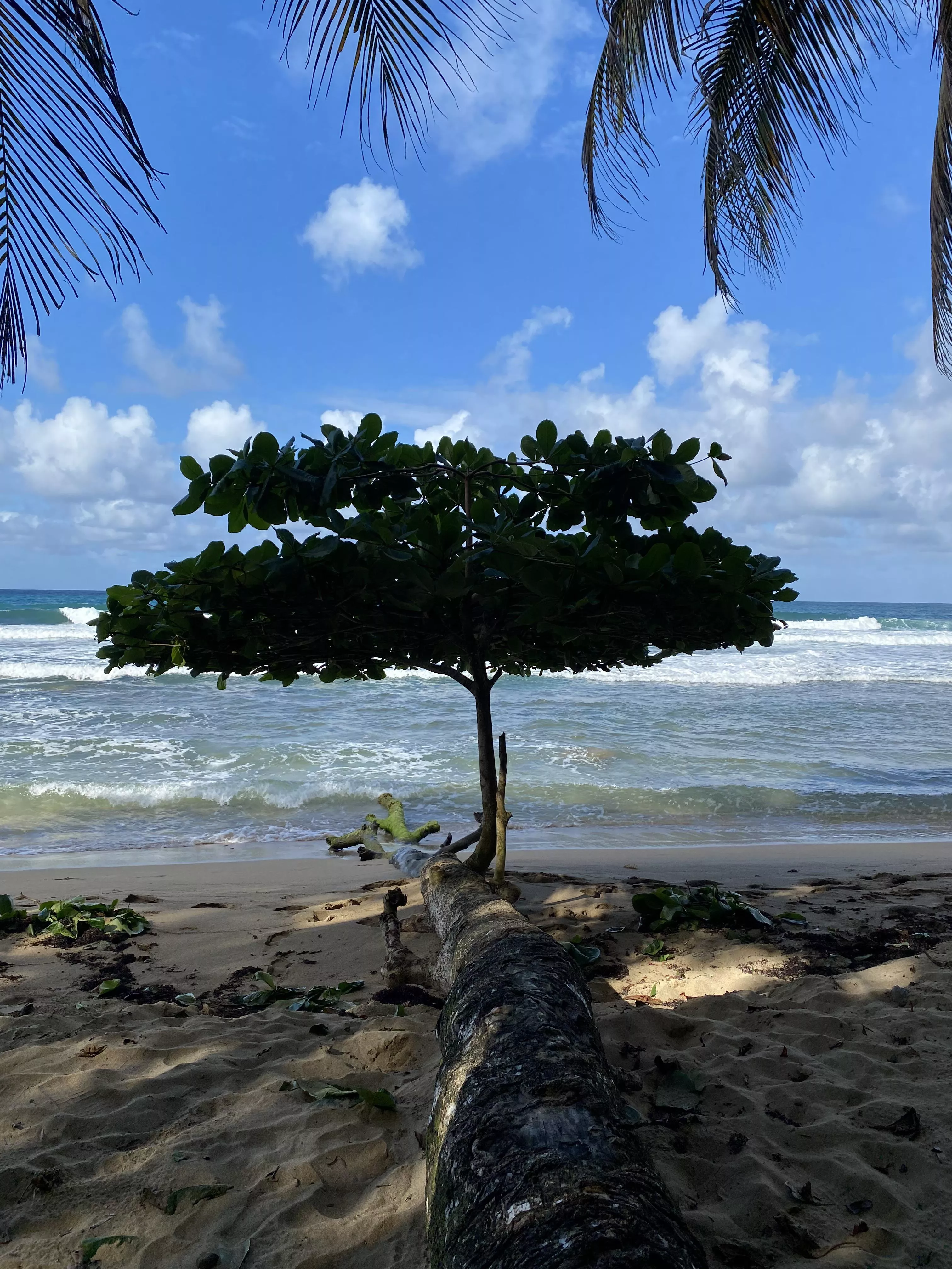 Caribe Sur Costa Rica 🌳🌊