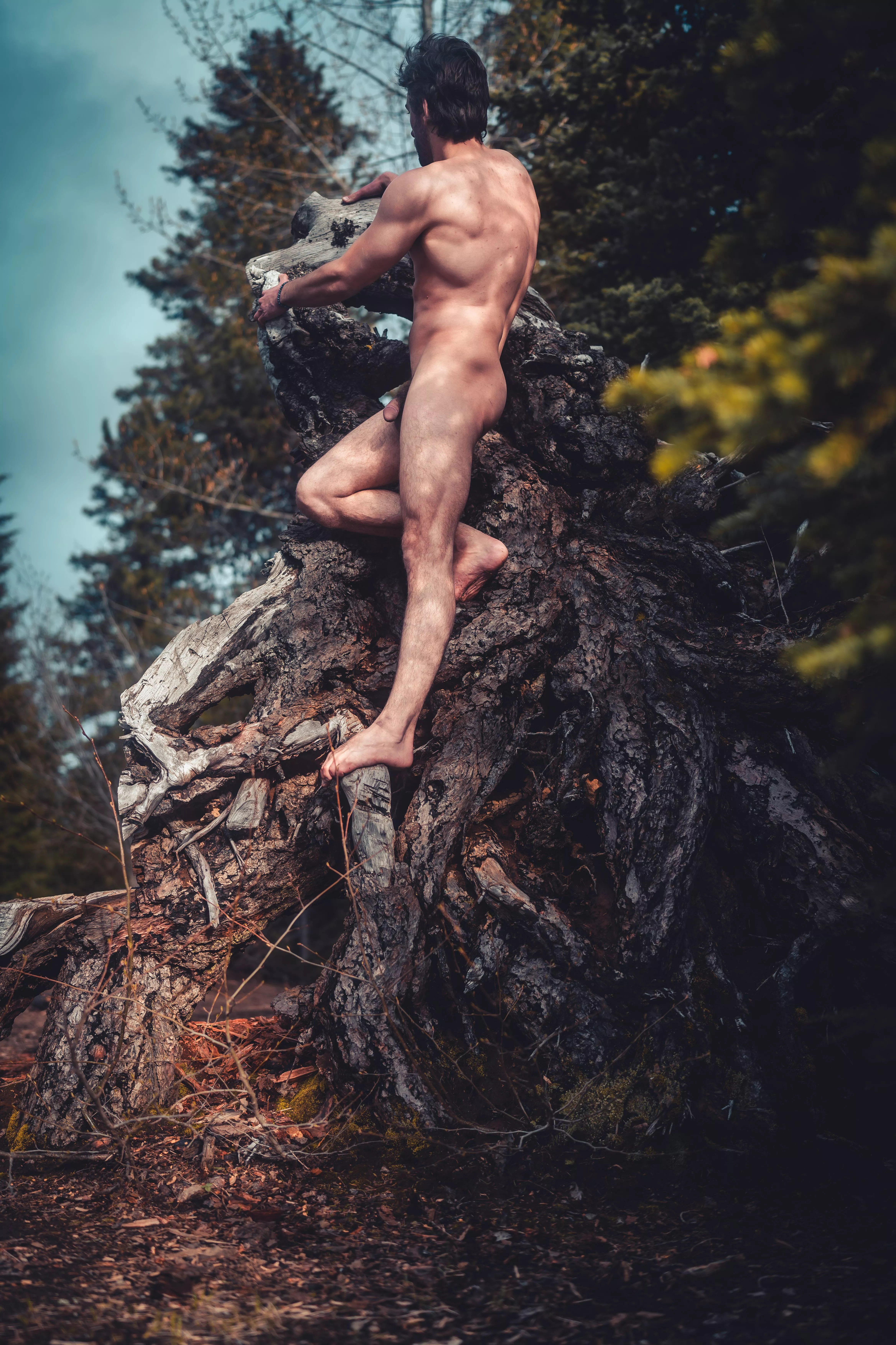 Climbing on an uprooted stump