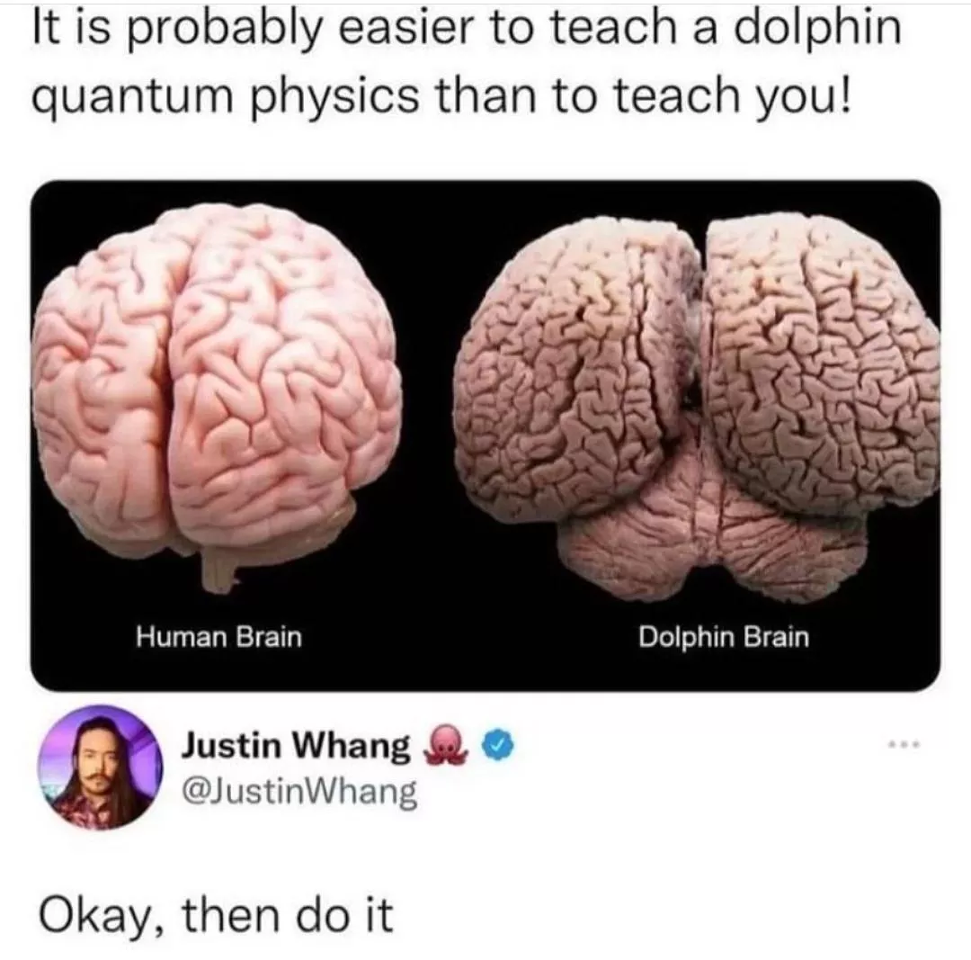 dolphin's brain be kinda seggsy