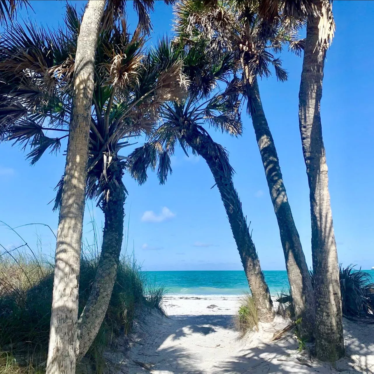 Eggmont Key, FL. Almost perfect.