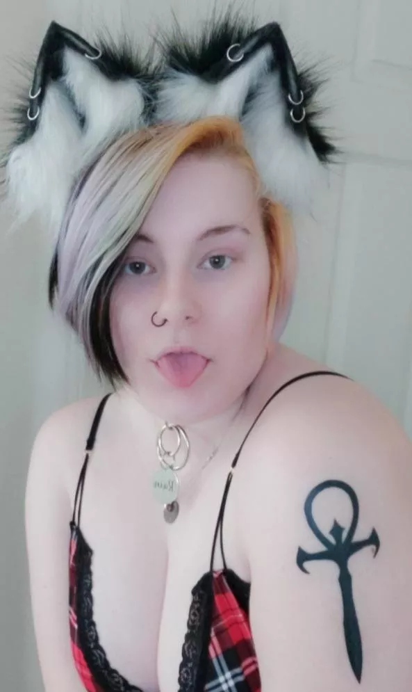 (F20) can this kitten give you a lick?