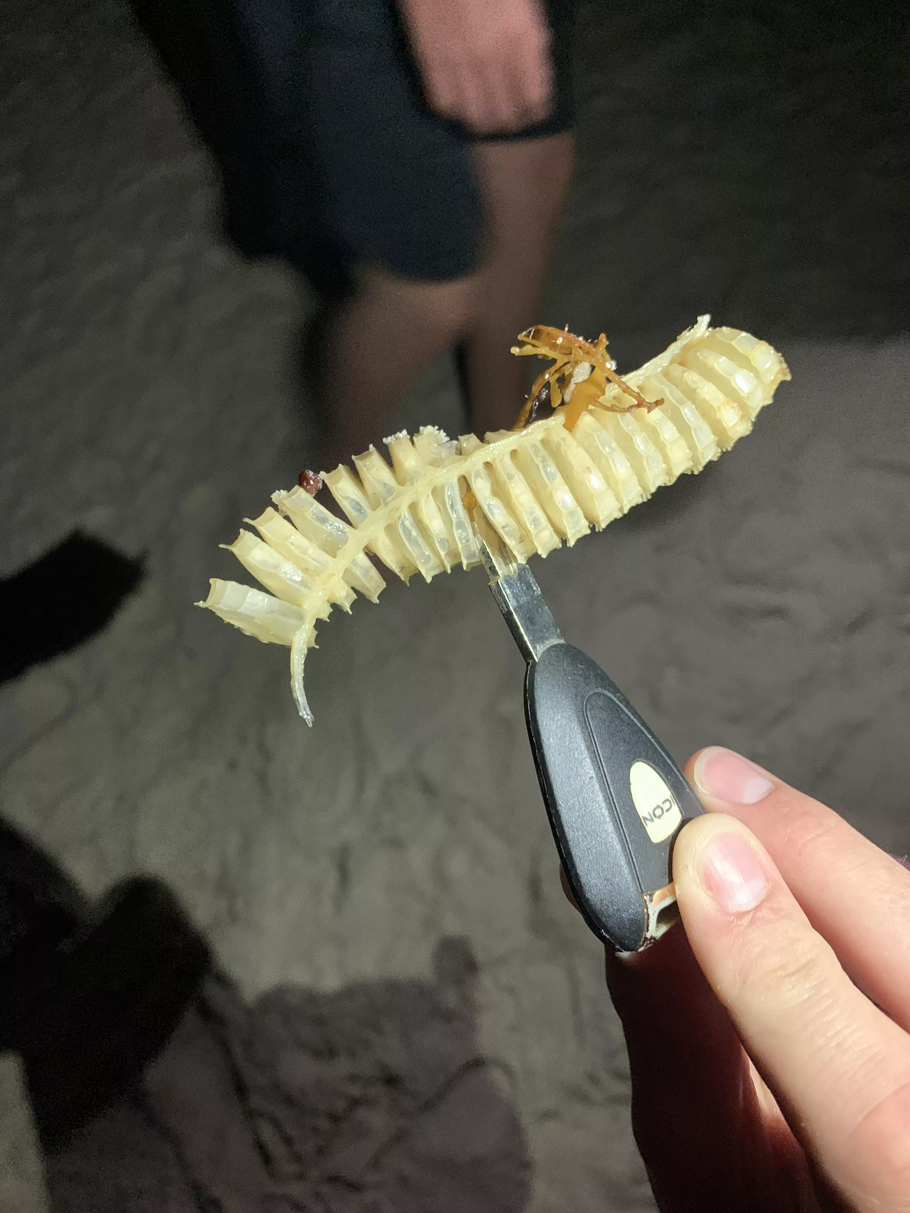 Found on beach late at night. Anyone know what this is?