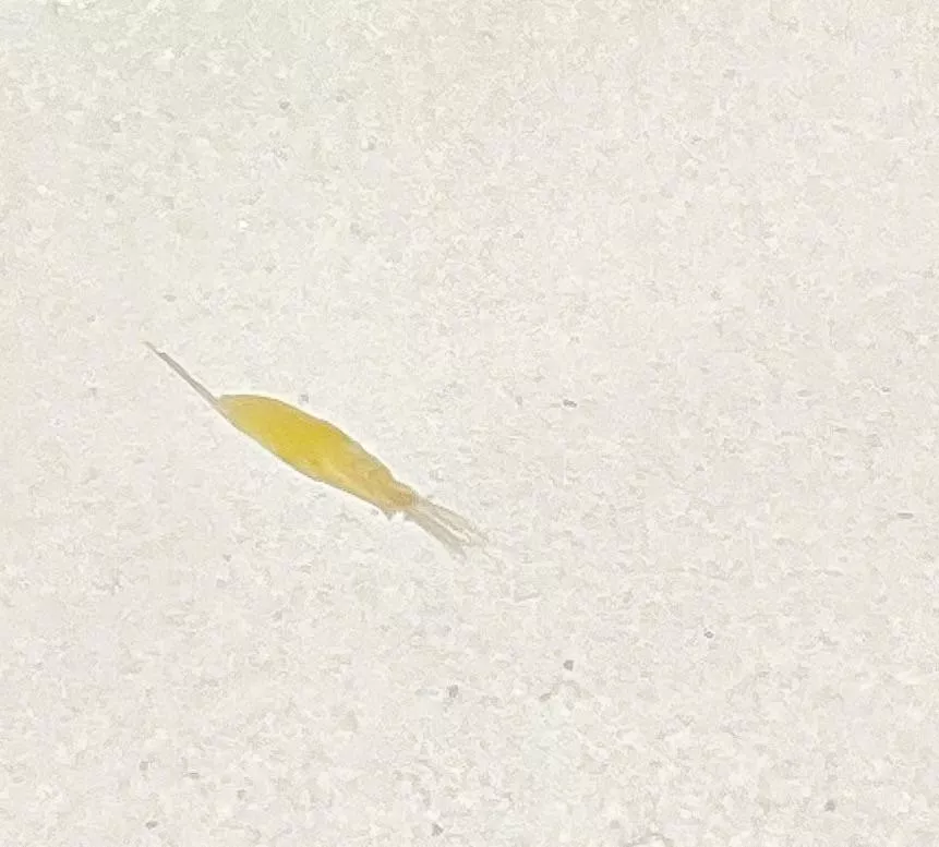 From my hip to your screens. No idea what it is, but I’m currently referring to it as a micro shrimp 🦐