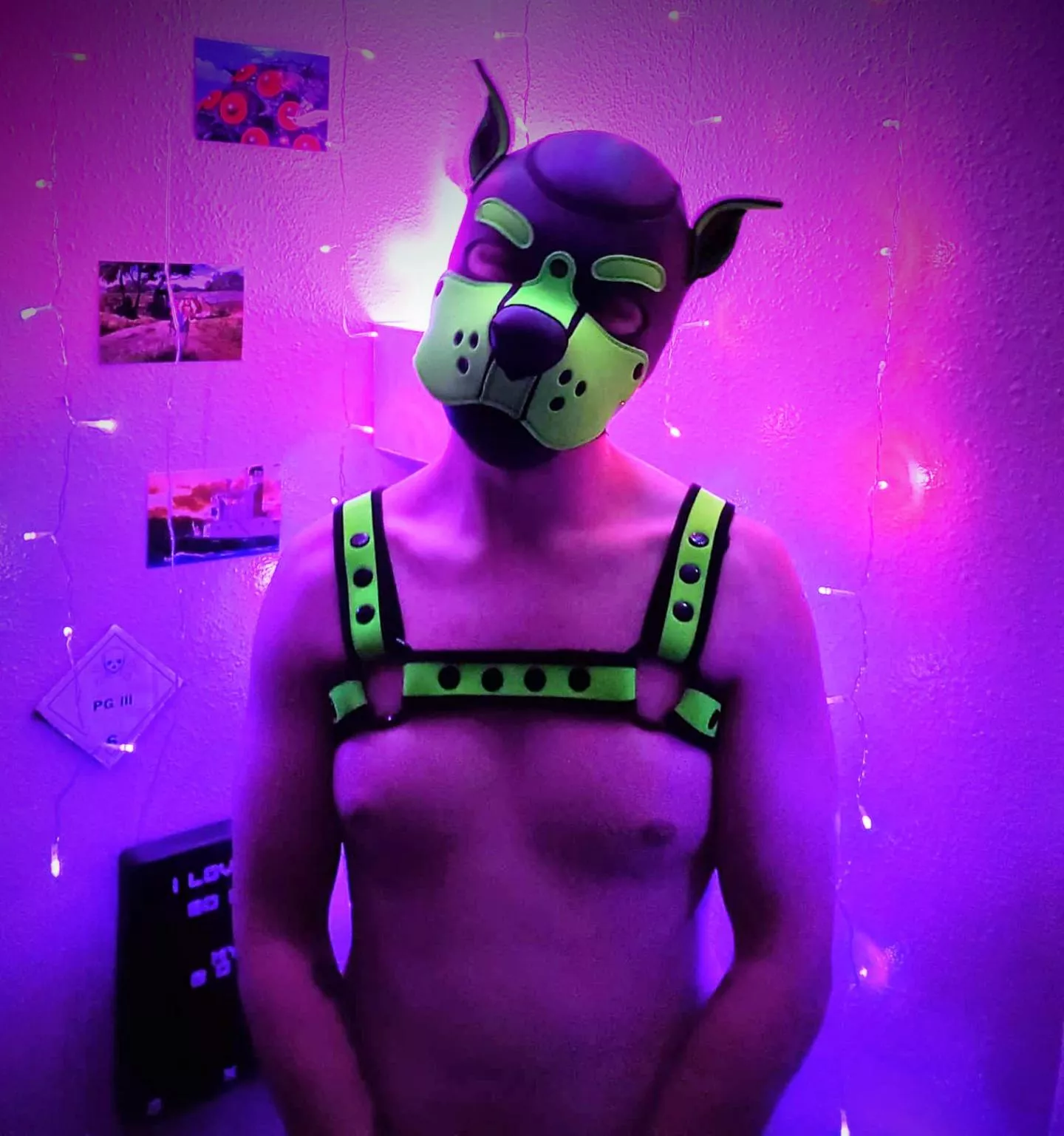 Good evening Pups