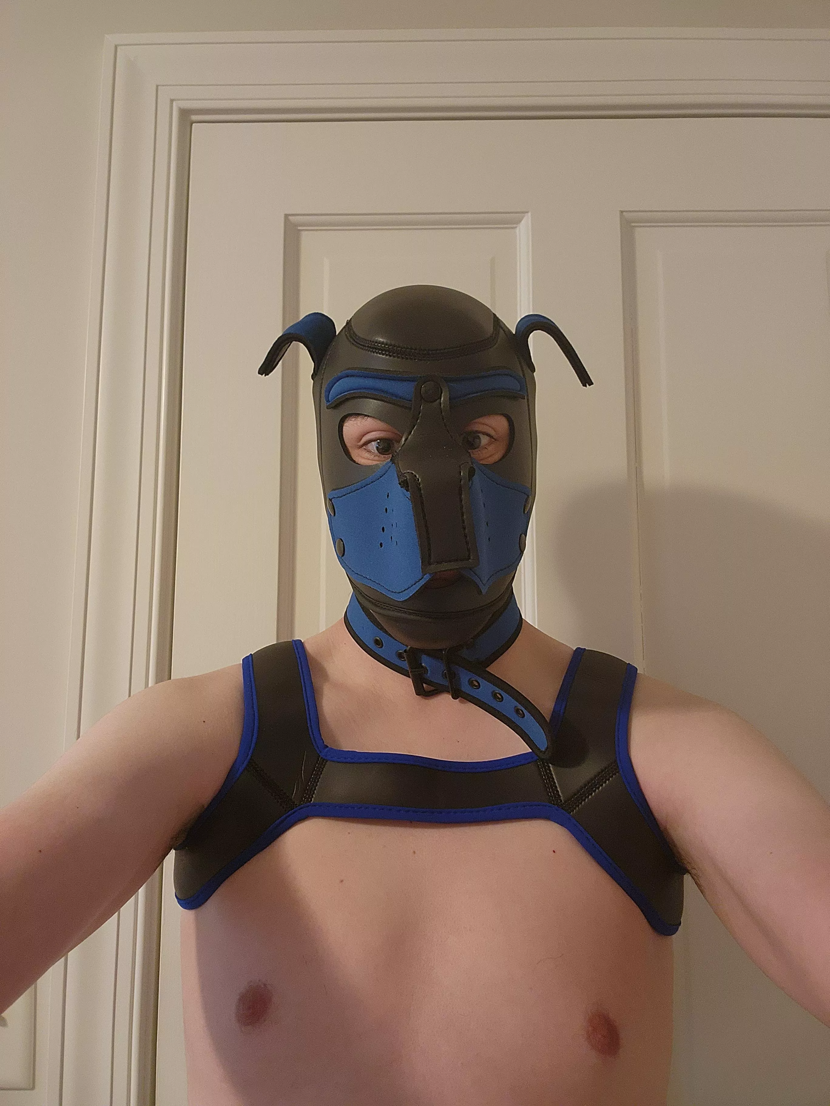 Got my first hood, collar and harness! Feels good