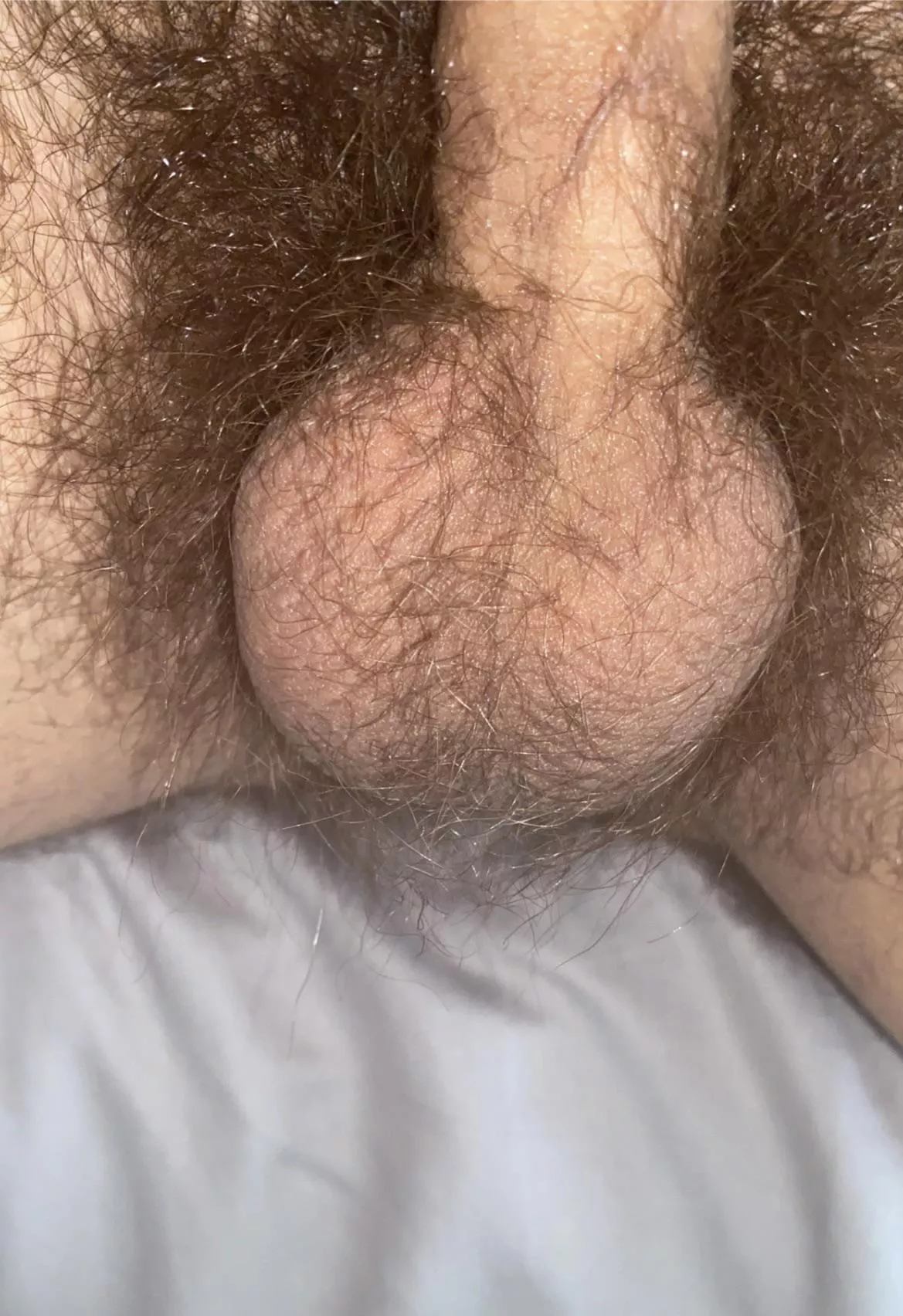 Hairy Ukrainian bull balls