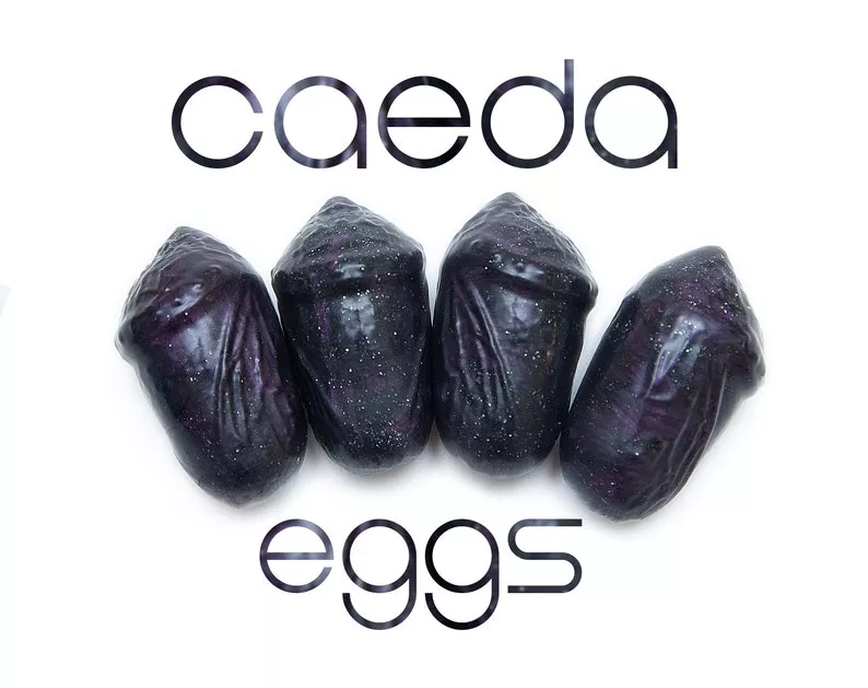 has anyone here tried the caeda eggs from Fantasticocks yet? I just purchased a set and I'm very excited to get them :3c