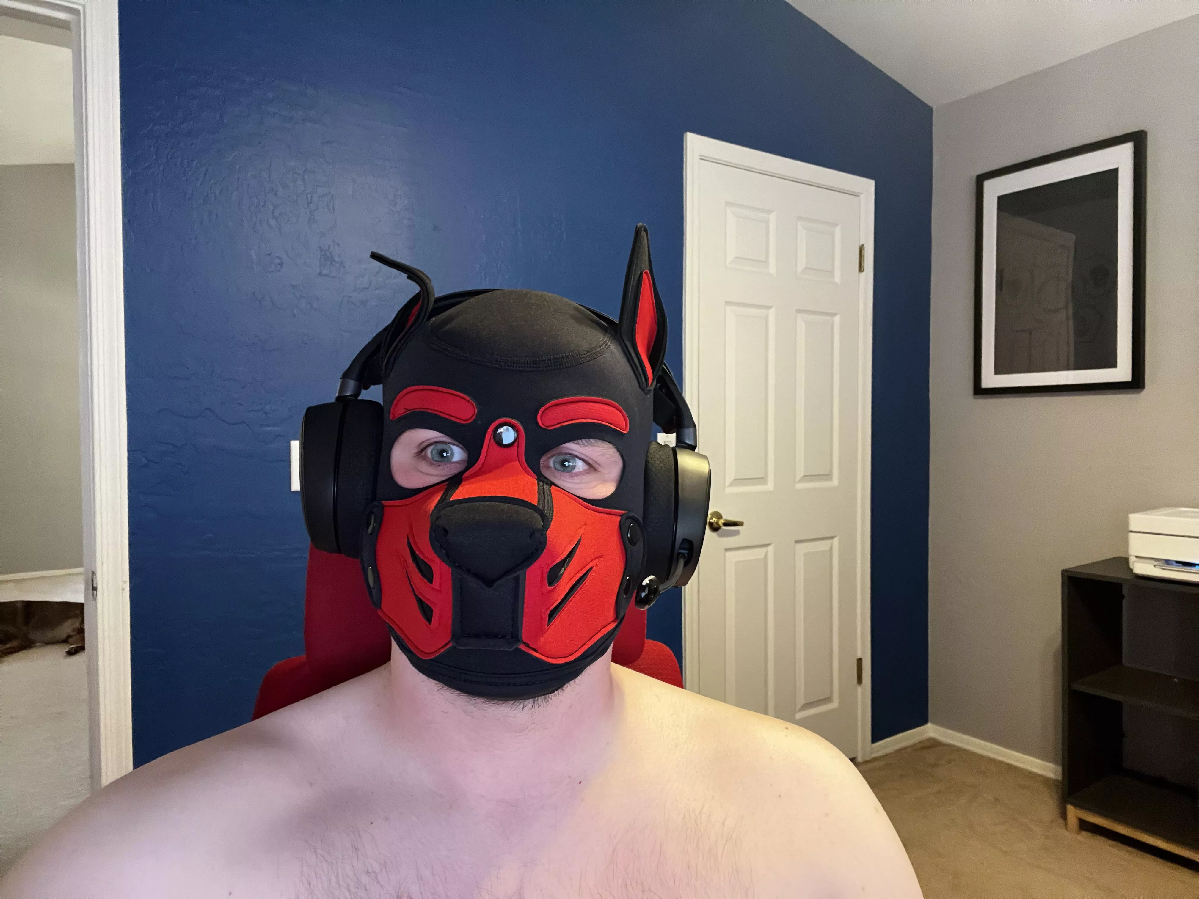 Hey all! Im Pup Signalâ€¦ a simple gaming pupâ€¦