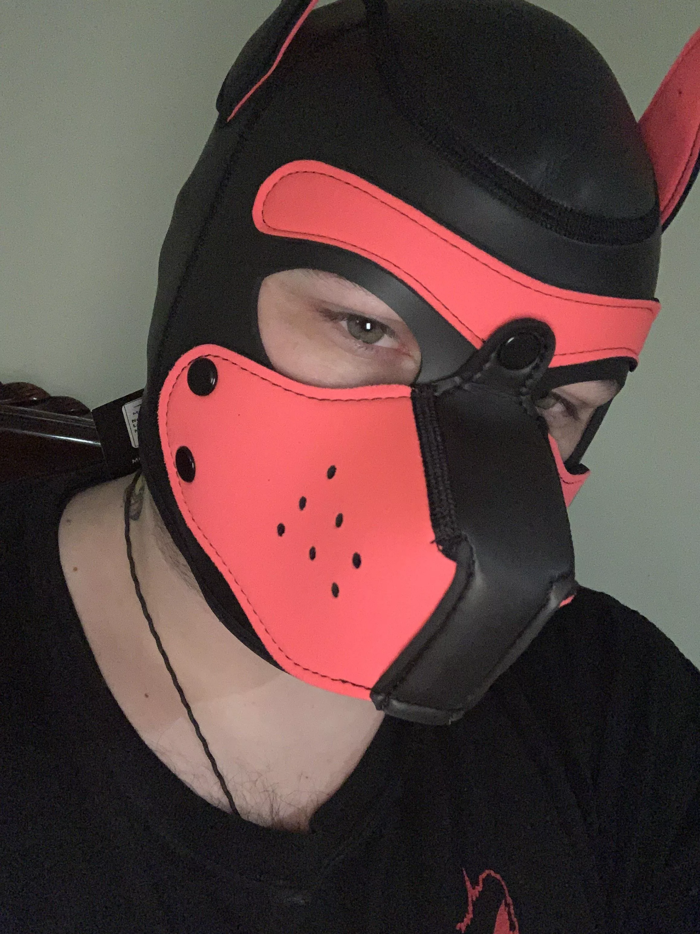 Hey! I’m Candy pup. My hood just arrived today, so needless to say I’m very new. *wags*