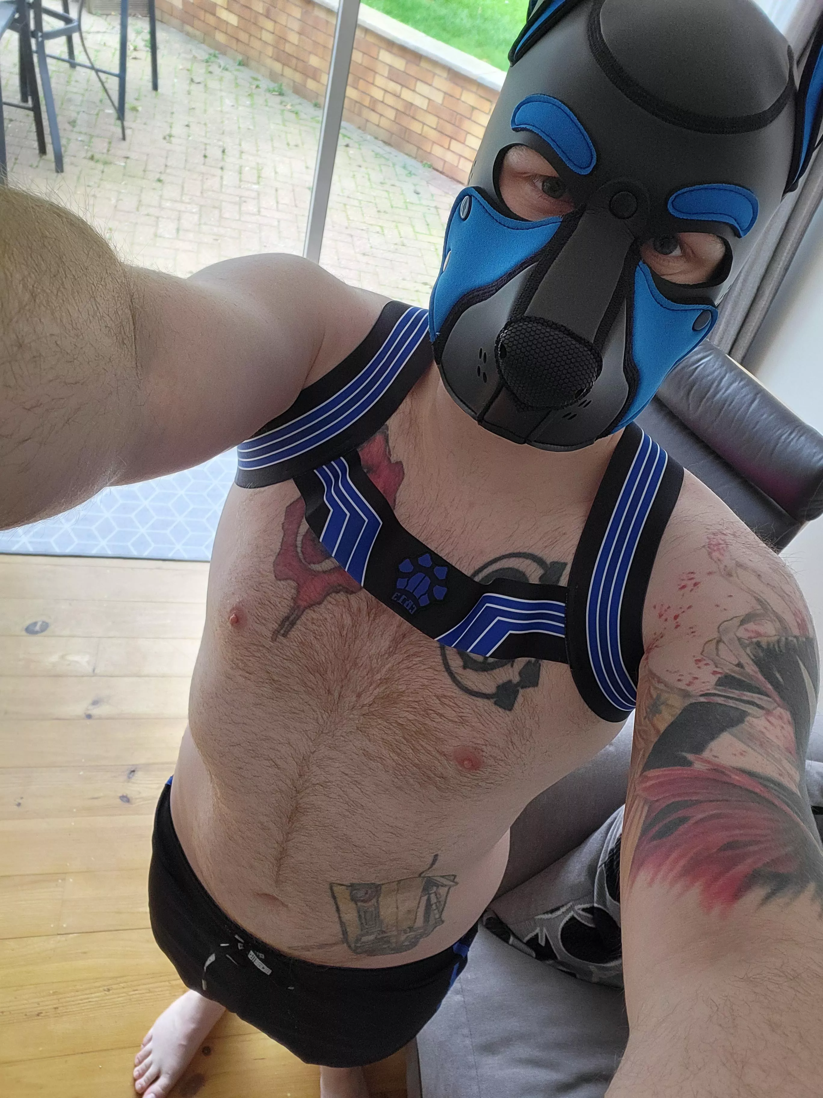 I'm new here, I love being a pup