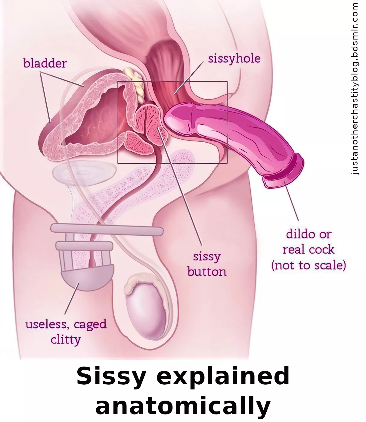 In purely scientific terms, a sissy can be explained as follows