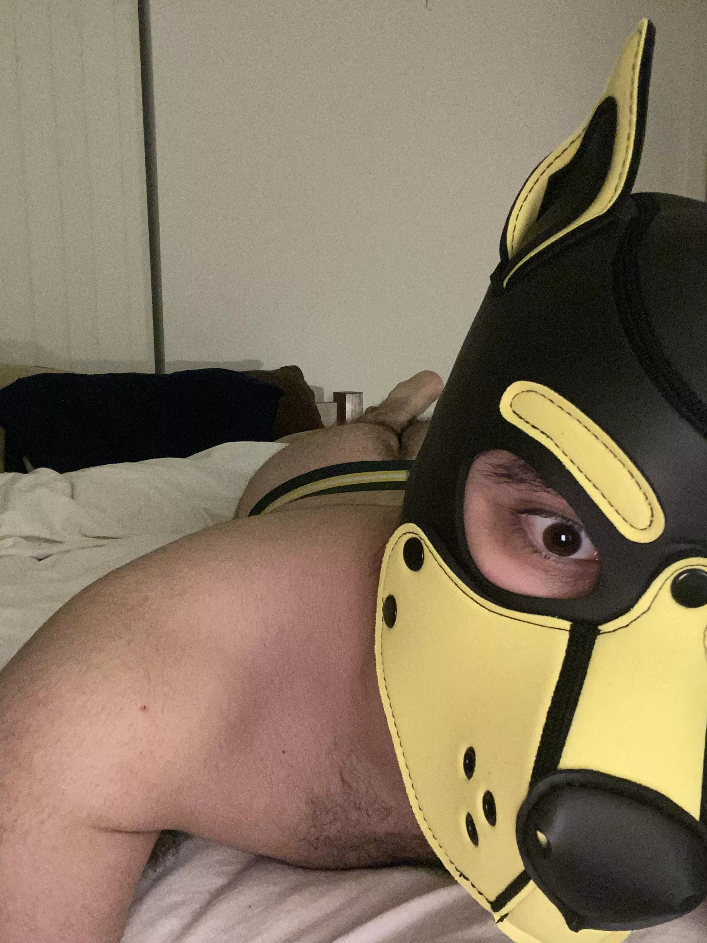 Itâ€™s time for this pup to go to bedâ€¦ unless you want to do something else instead?? Woof!