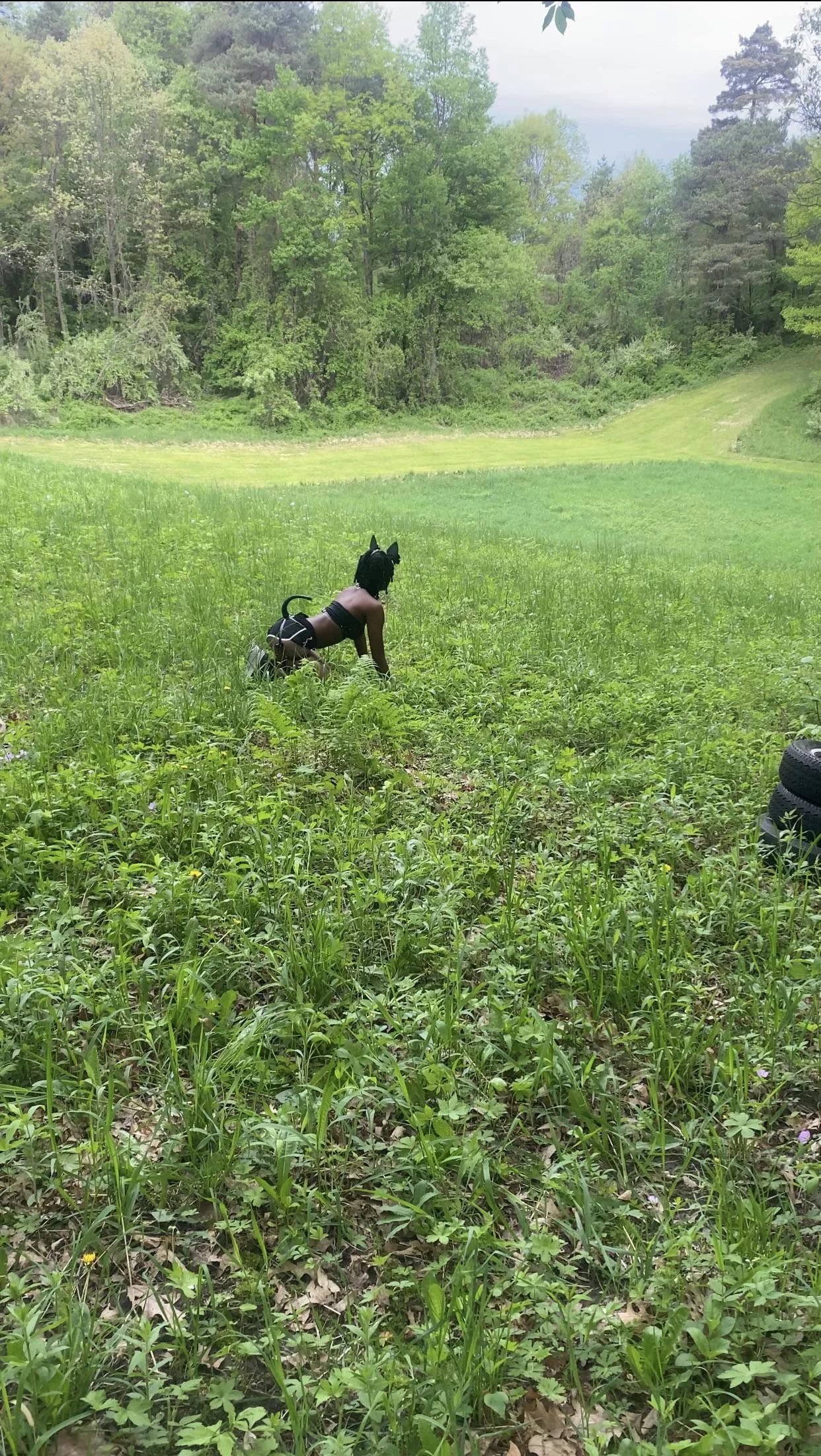 Just a puppy outside exploring ðŸ¾ðŸ¶