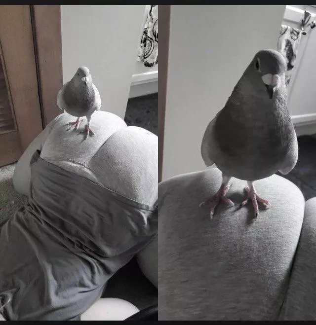 Just me showing off one of my rescue pigeons, Toast ðŸ¥°