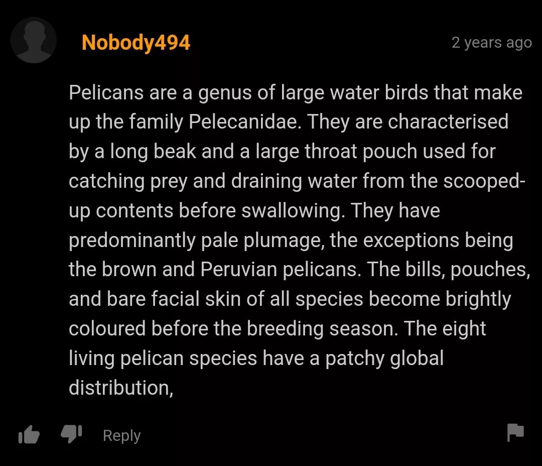 just some fun facts about pelicans